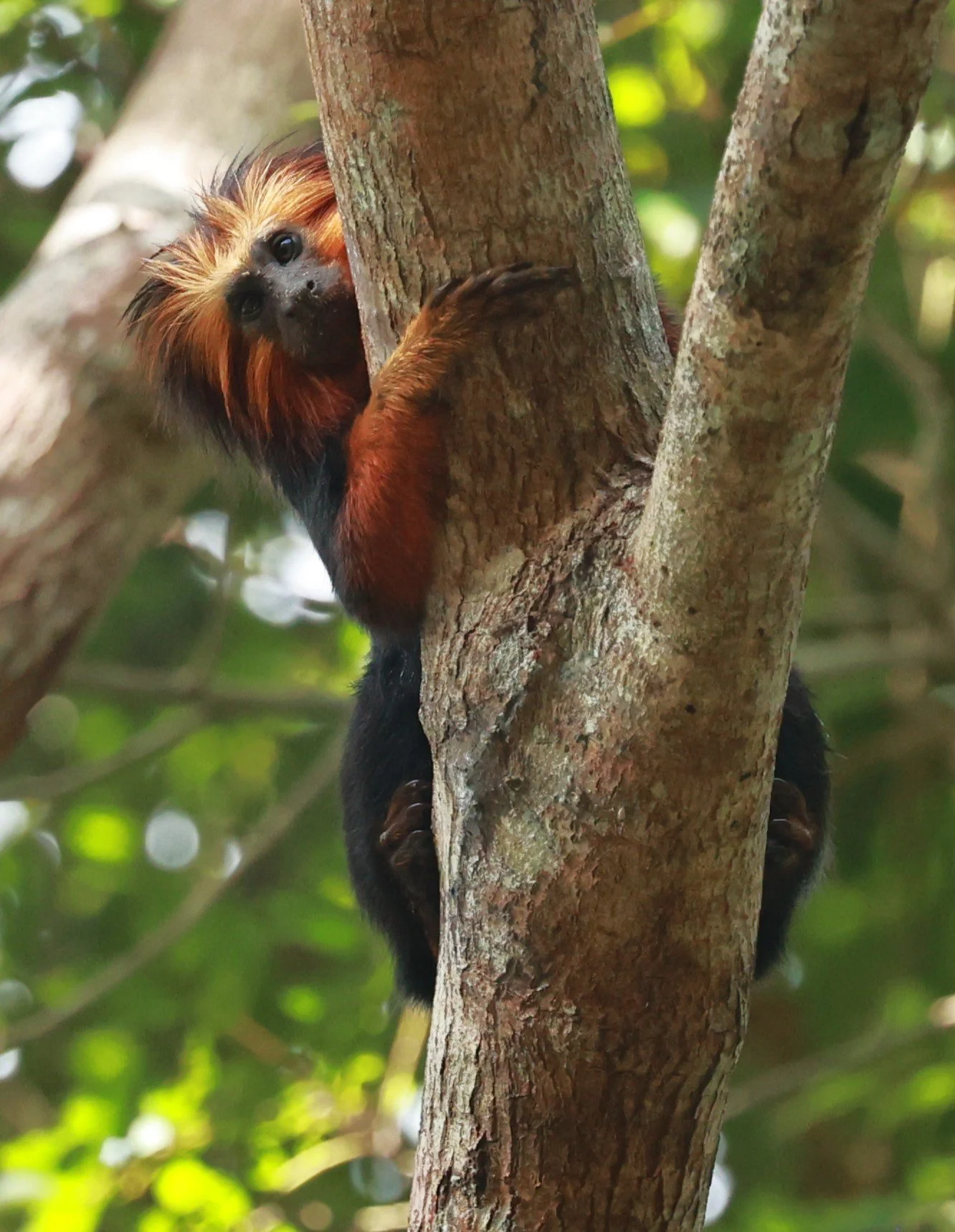 Callitrichidae - Leontopithecus chrysomelas - Golden-headed Lion Tamarin - Illeus, Bahia Brazil, Una Township Area  (139).JPG