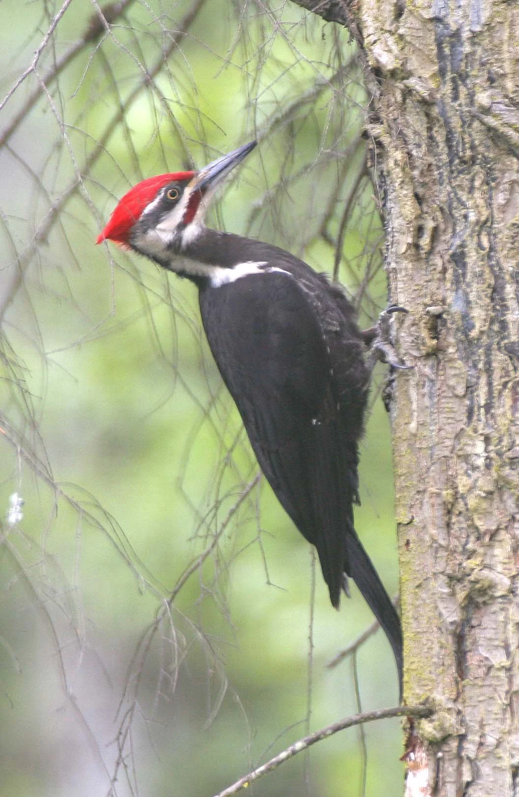 BIRD - WOODPECKER - PILEATED WOODPECKER - GASMAN (9).jpg