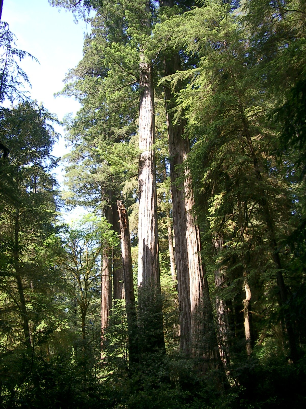 2004-6-12 LARRY AND KATRIS WEDDING IN EUREKA CALIFORNIA (69).JPG