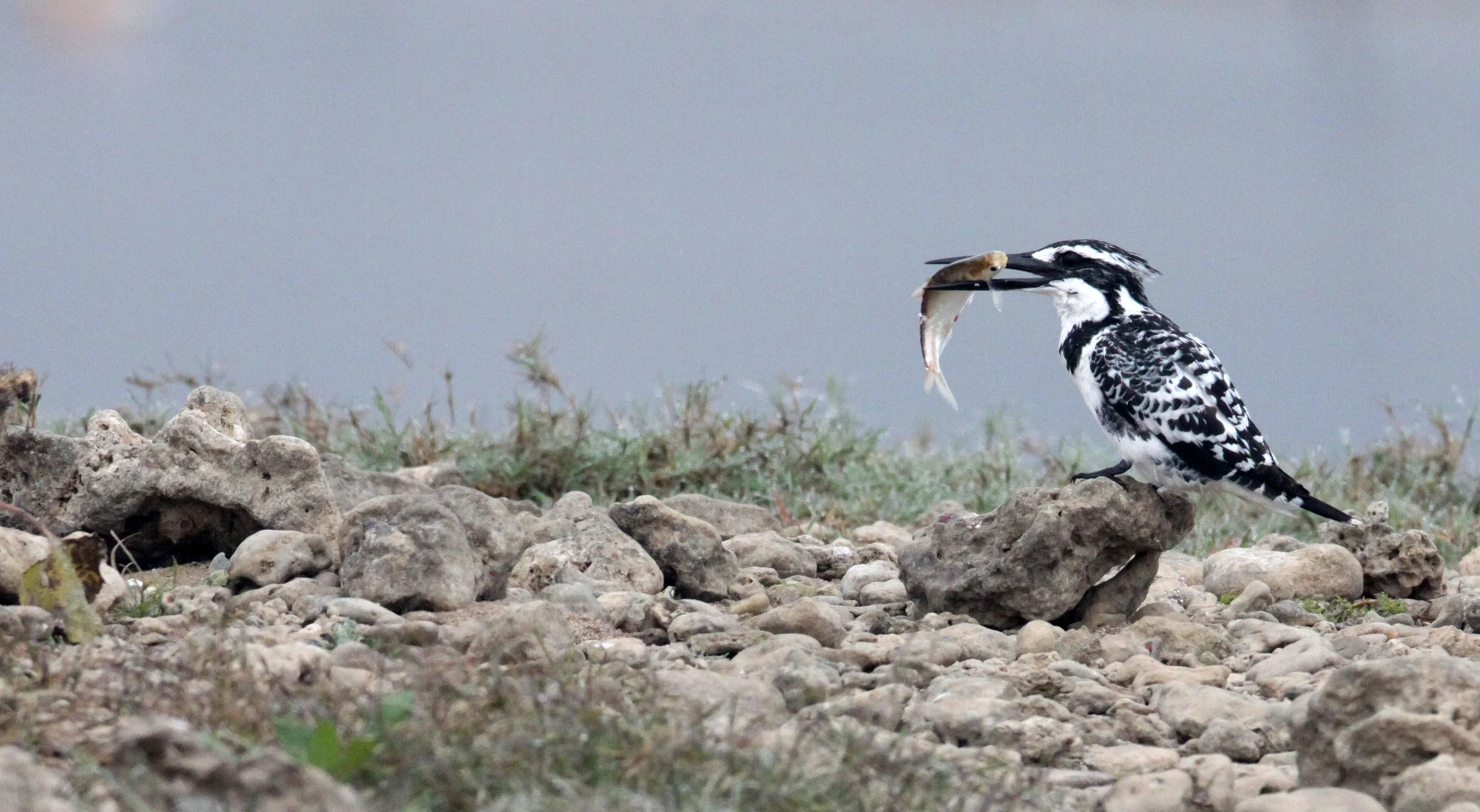 Ceryle rudis - PIED KINGFISHER - CHAMBAL RIVER SANCTUARY INDIA (18).JPG