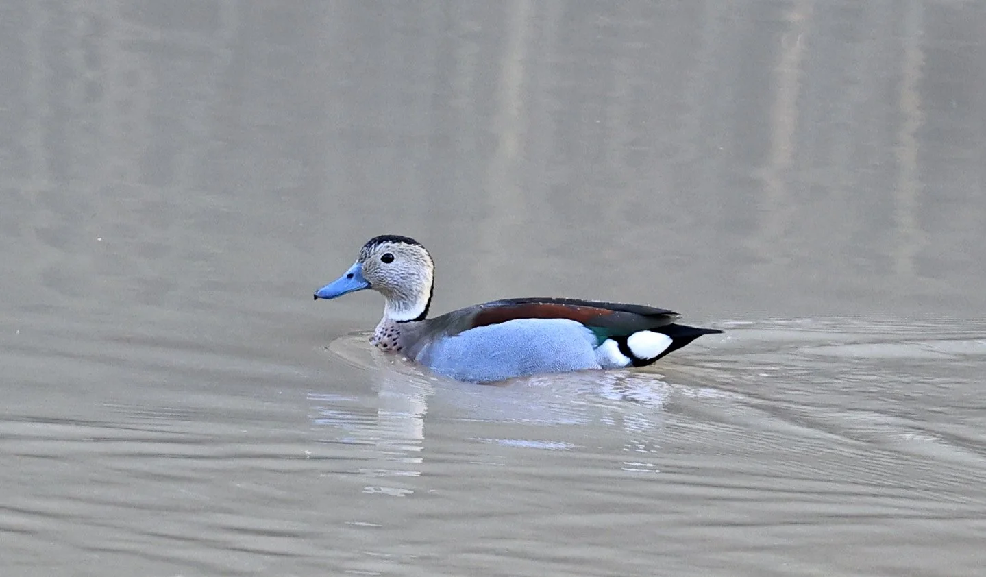 Ringed Teal (Callonetta leucophrys) Hotel Iparoma Campestre Paraguay (8).jpg