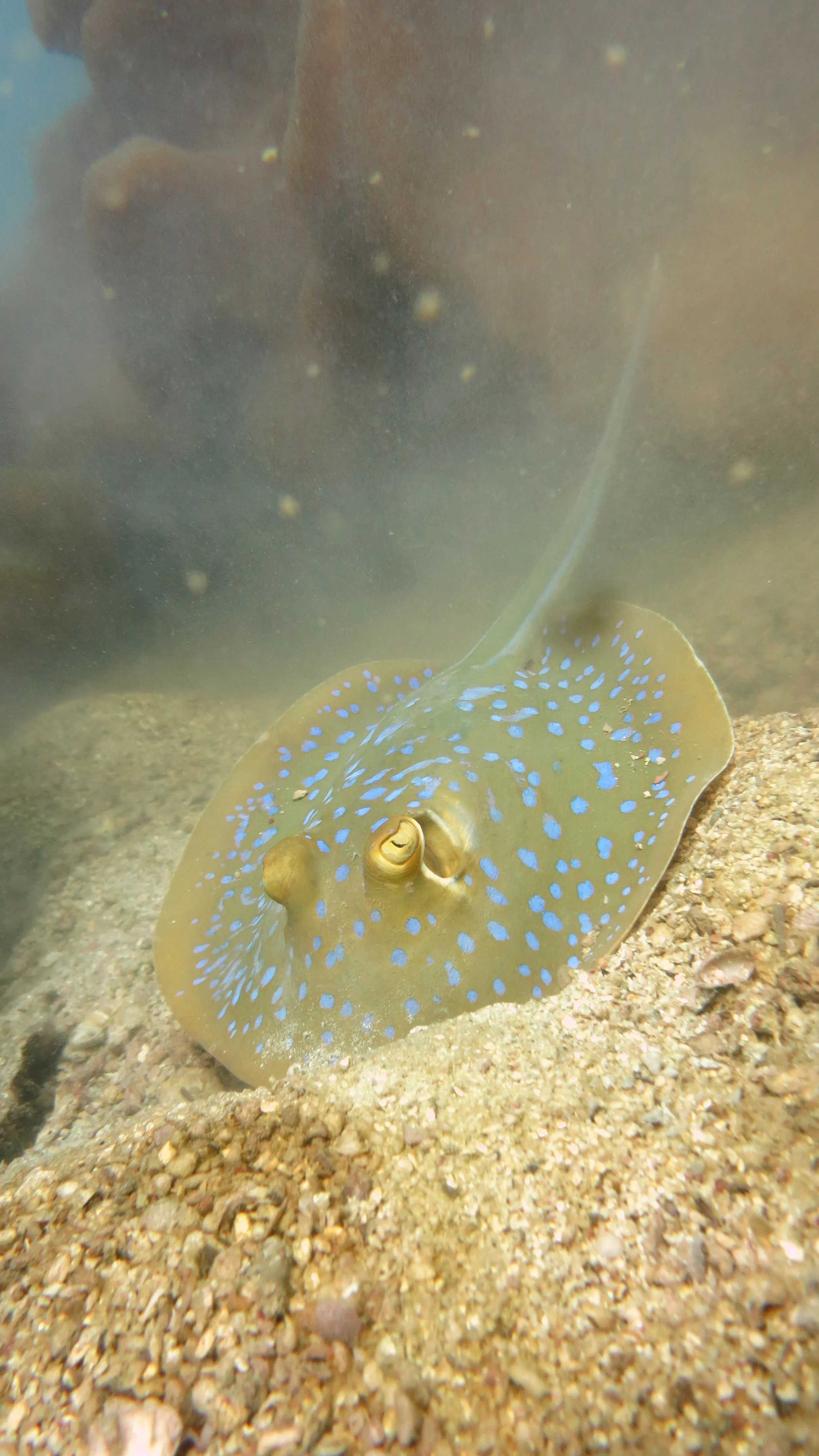 2016 BPS Satthahip Dive Trip with Marine Conservation Club (76).JPG