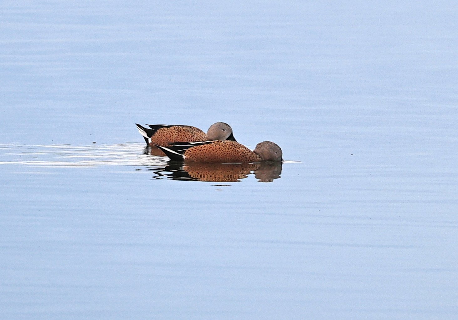 Red Shoveler (Spatula platalea) Lagunas del Ornitólogo, Trelew Argentina (10).jpg