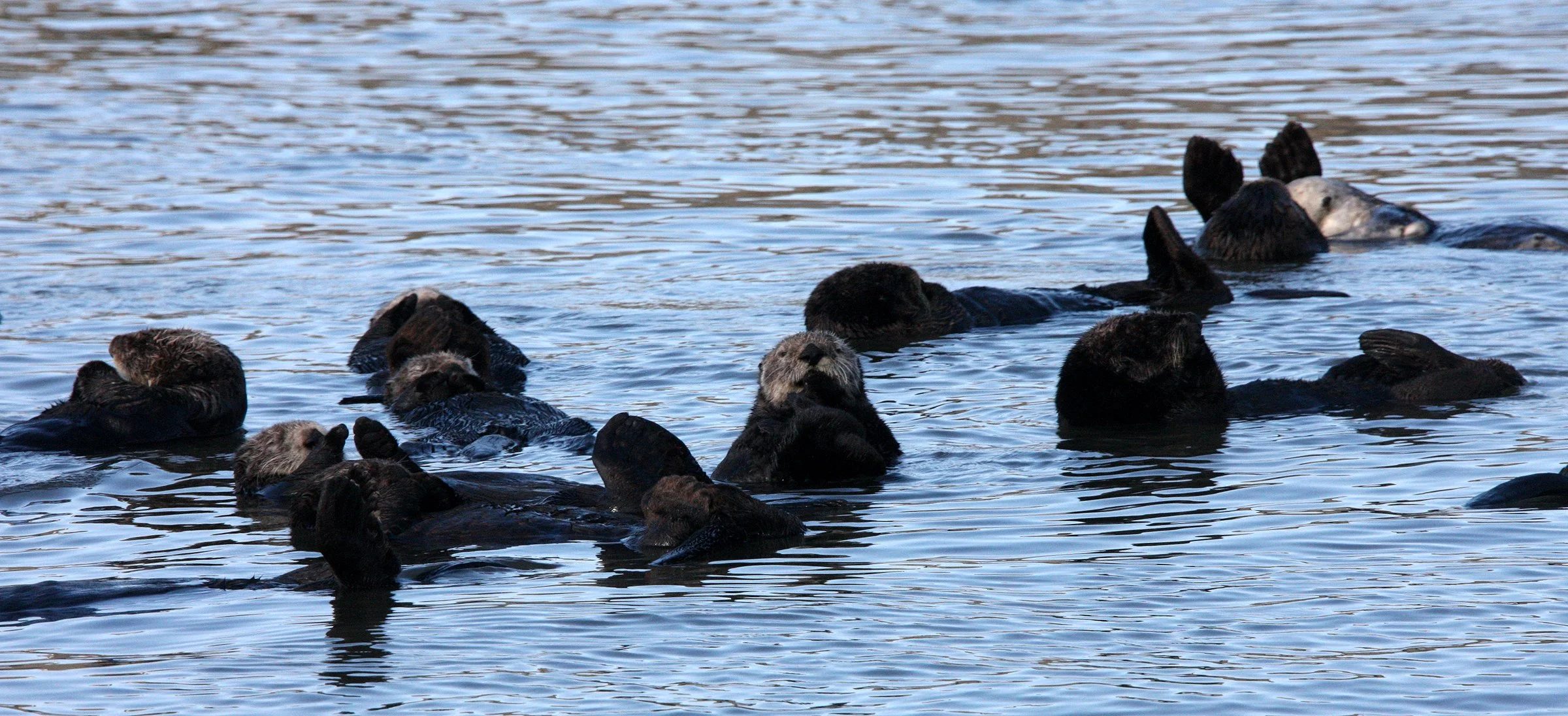 Enhydra lutris nereis - CALIFORNIA SEA OTTER - ELKHORN SLOUGH  WILDLIFE REFUGE CALIFORNIA (53).JPG