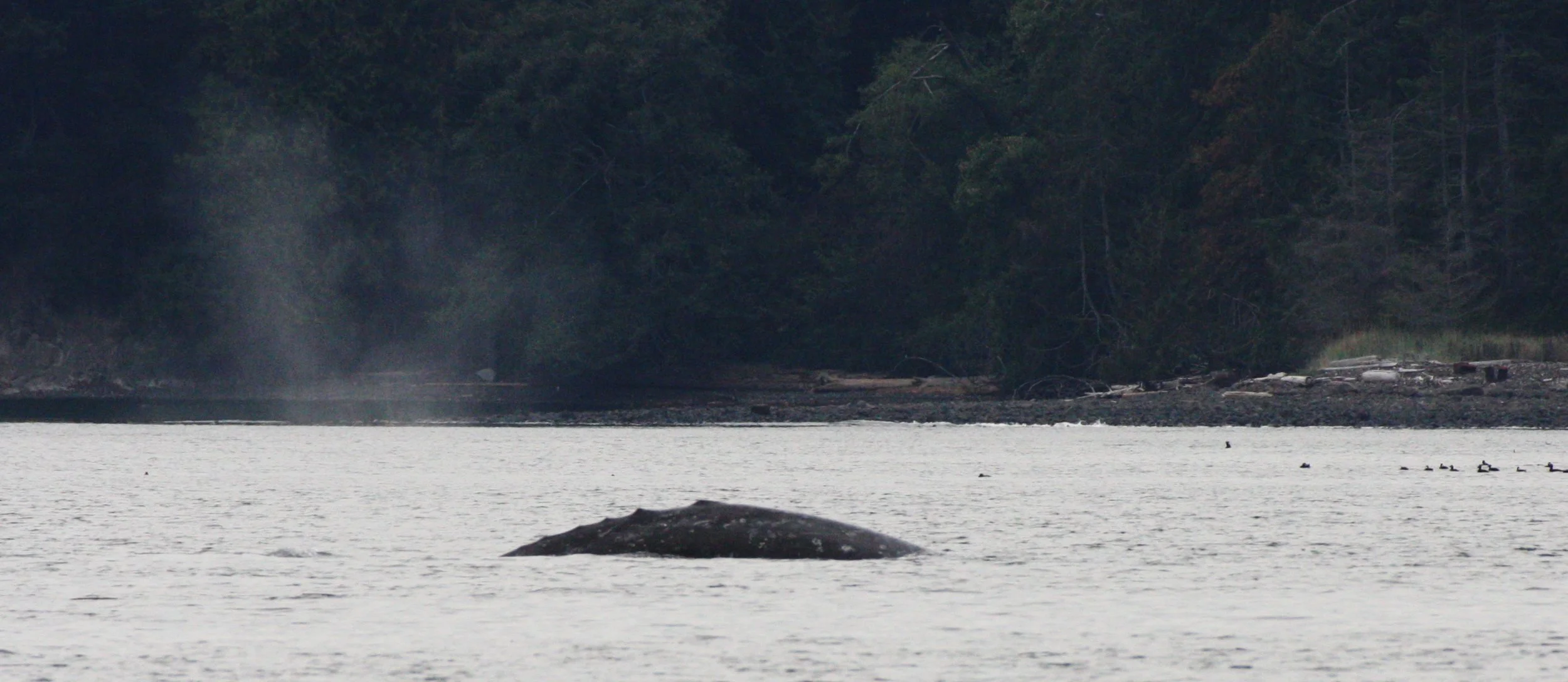CETACEAN - GRAY WHALE - SALT CREEK WA (16).JPG