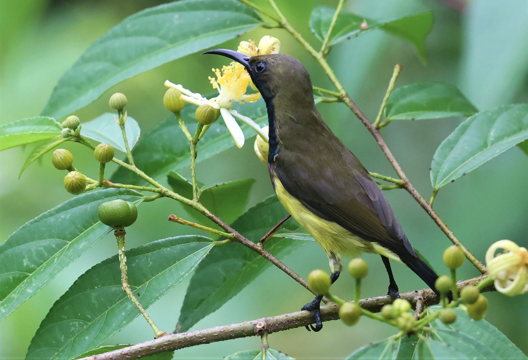 SUNBIRD - OLIVE-BACKED SUNBIRD - Nectarinia jugularis - KAENG KRACHAN NATIONAL PARK 16 OCT 2021 (75).jpg