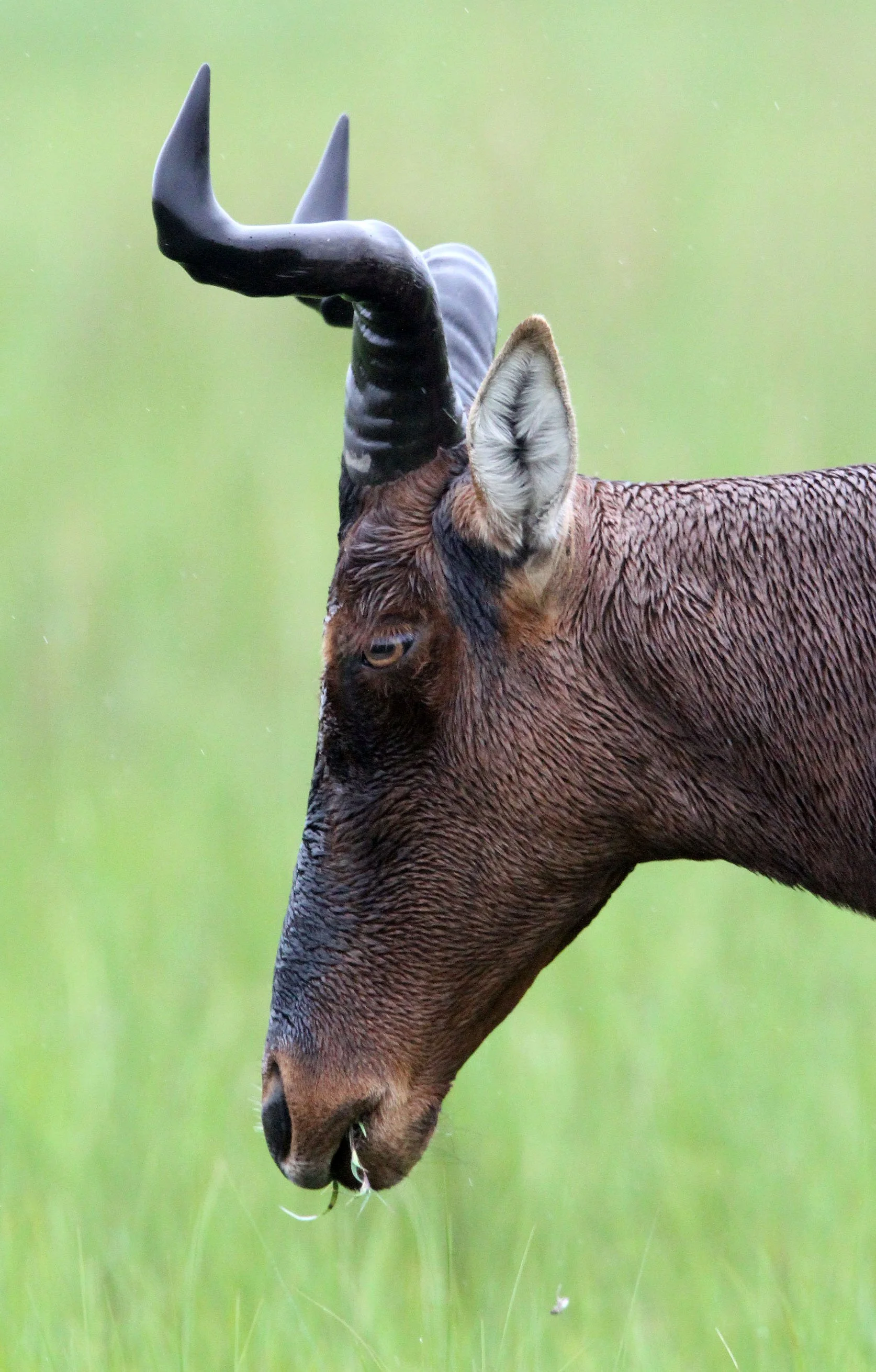 HARTEBEEST - SWAYNE'S HARTEBEEST - Alcephalus swaynei - SENKELE SANCTUARY ETHIOPIA (62).JPG