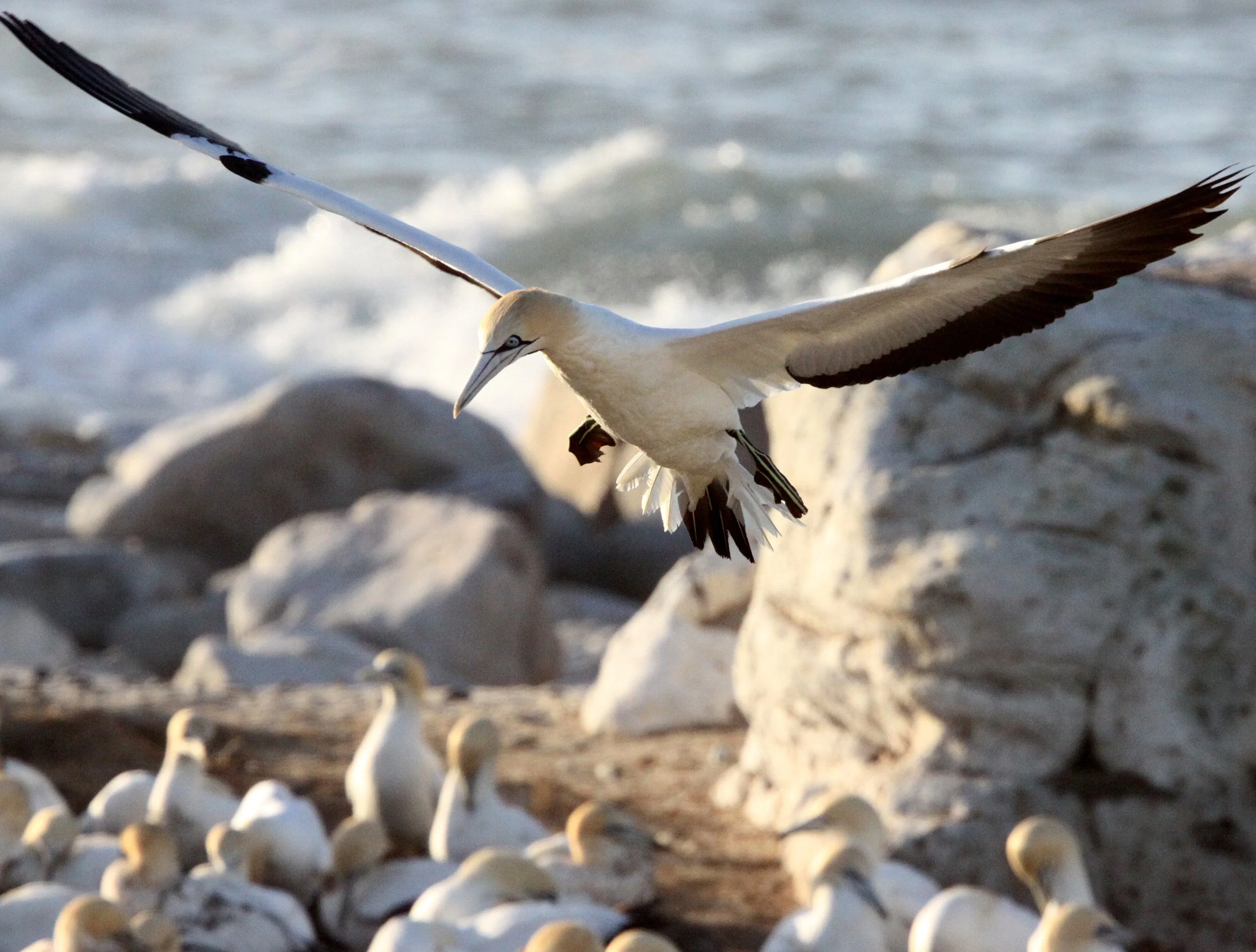 Cape gannet (Morus capensis) Lambert's Bay South Africa (26).JPG