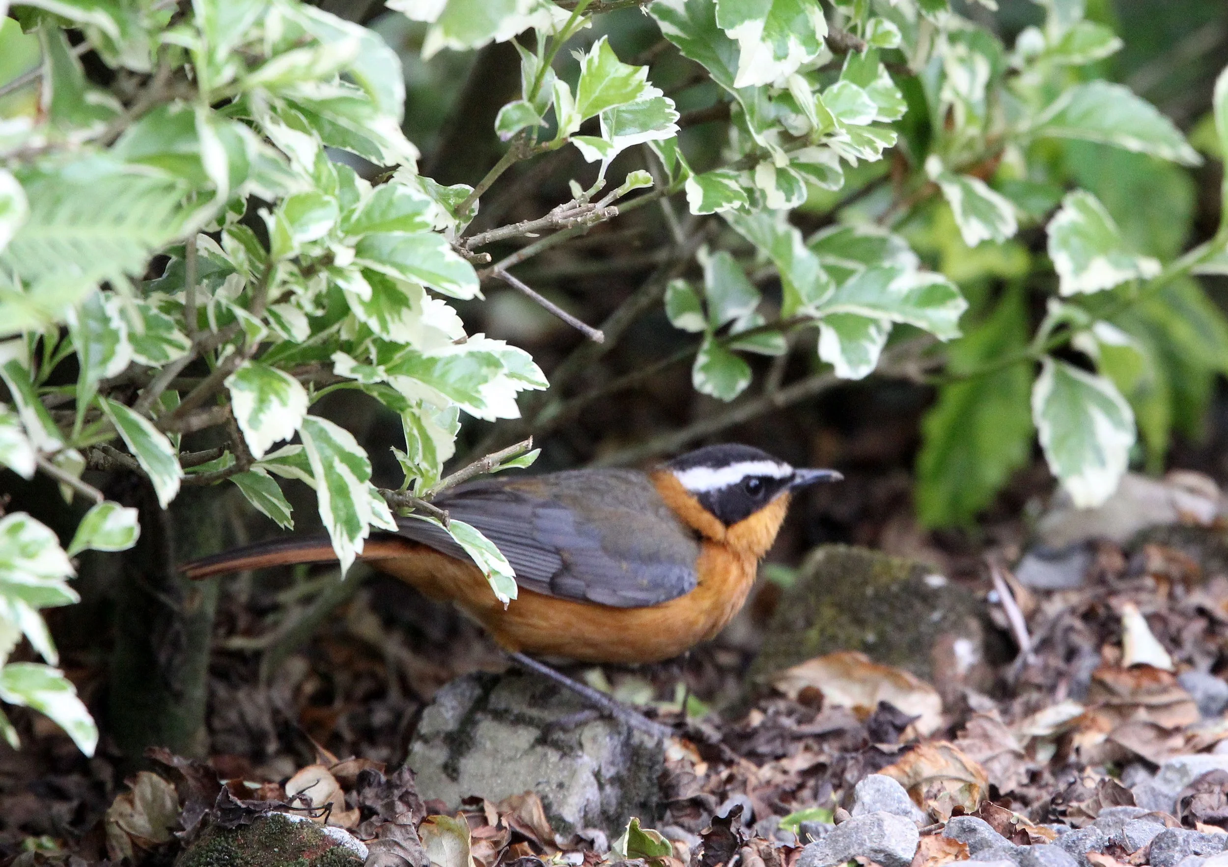 BIRD - WHITE-BROWED ROBIN-CHAT - RWANDA 2012 (7).JPG