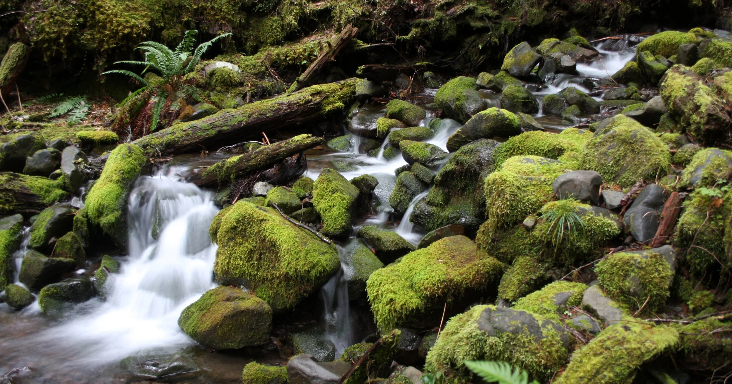 SOL DUC FALLS AND FOREST - ONP WA (83).JPG