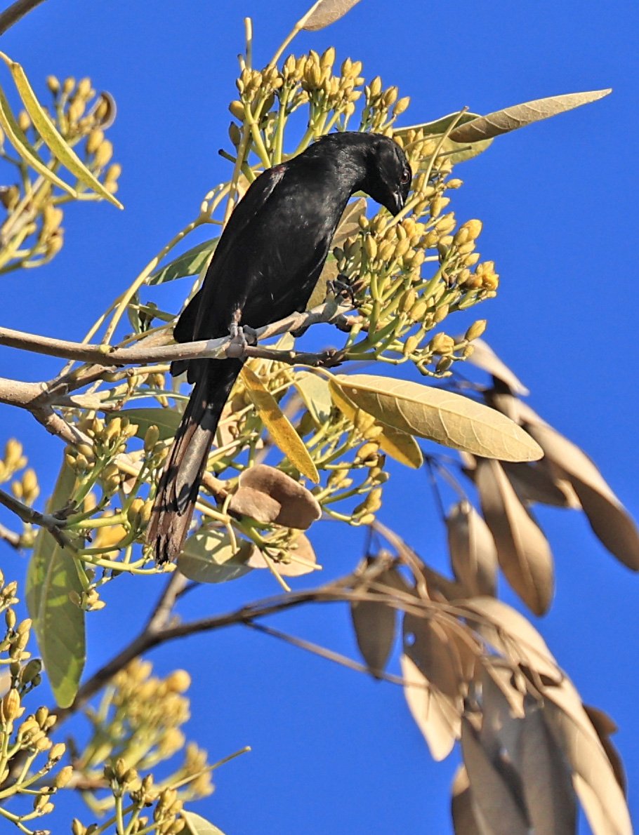 Variable Oriole (Icterus pyrrhopterus) Estancia Campo'í Paraguay (60).jpg