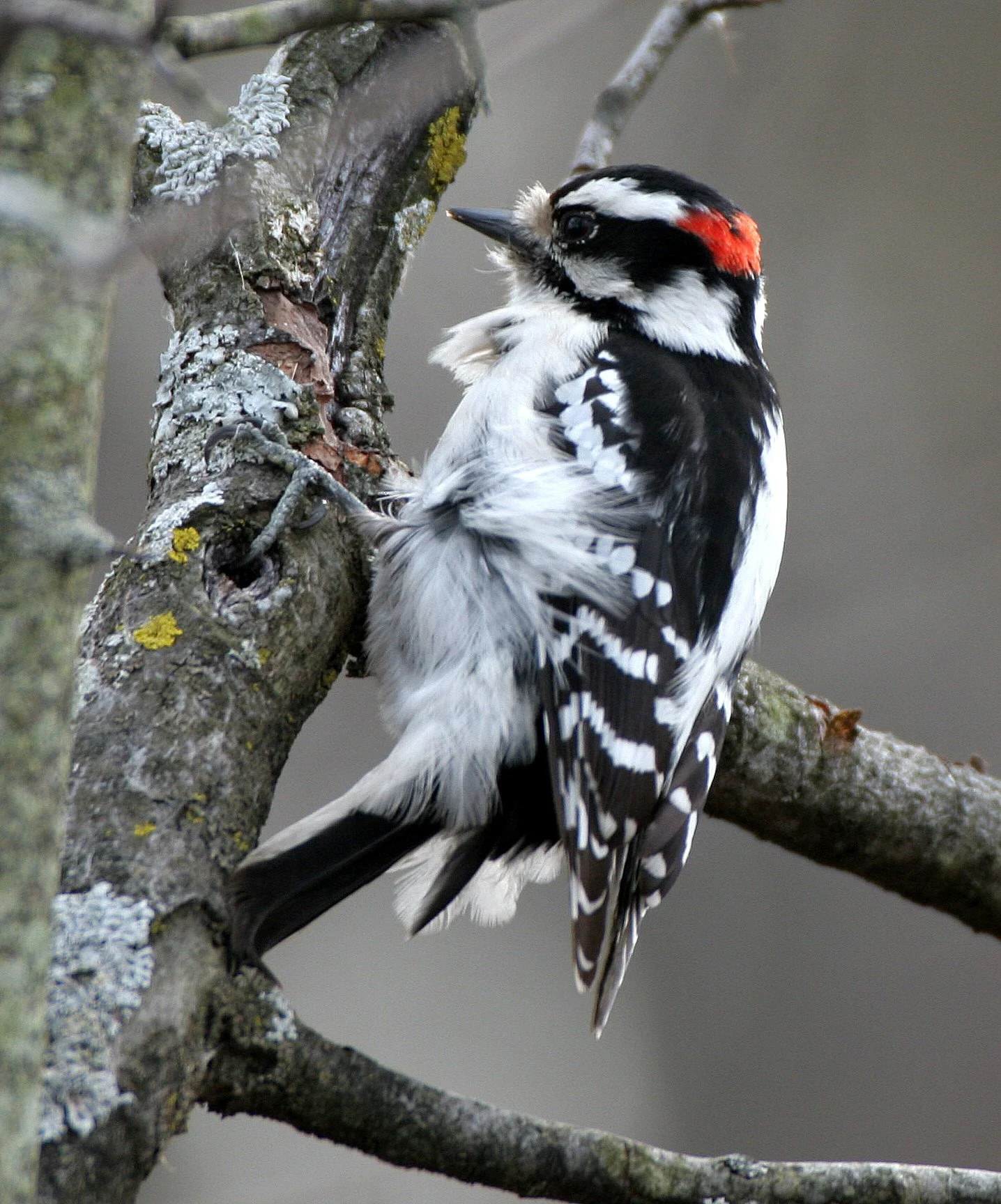 BIRD - WOODPECKER - DOWNY WOODPECKER - LINCOLN MARSH ILLINOIS (9).JPG