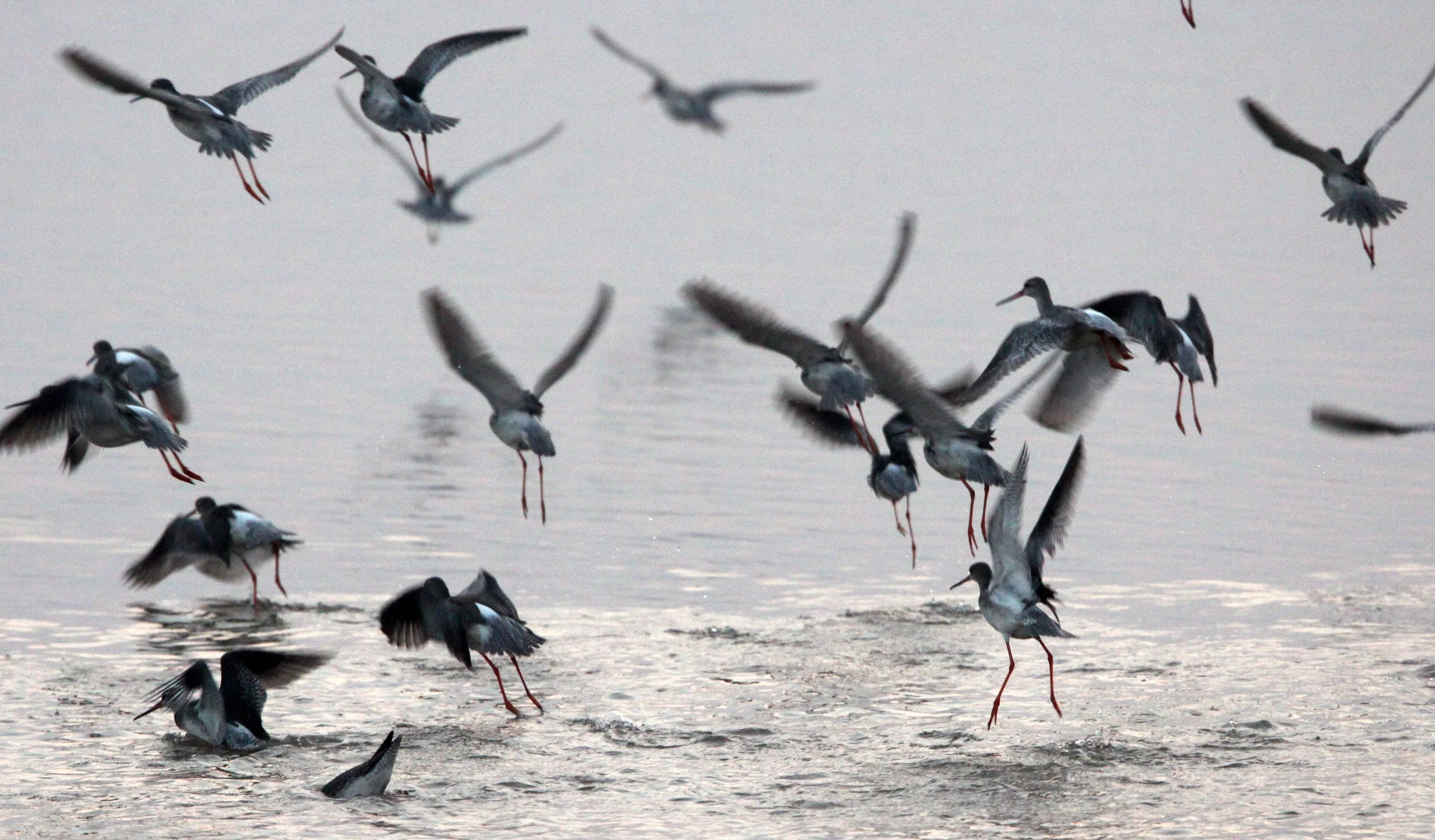 BIRD - REDSHANK - SPOTTED REDSHANK - TRINGA ERYTHROPUS - POYANG LAKE, JIANGXI PROVINCE, CHINA (16).JPG