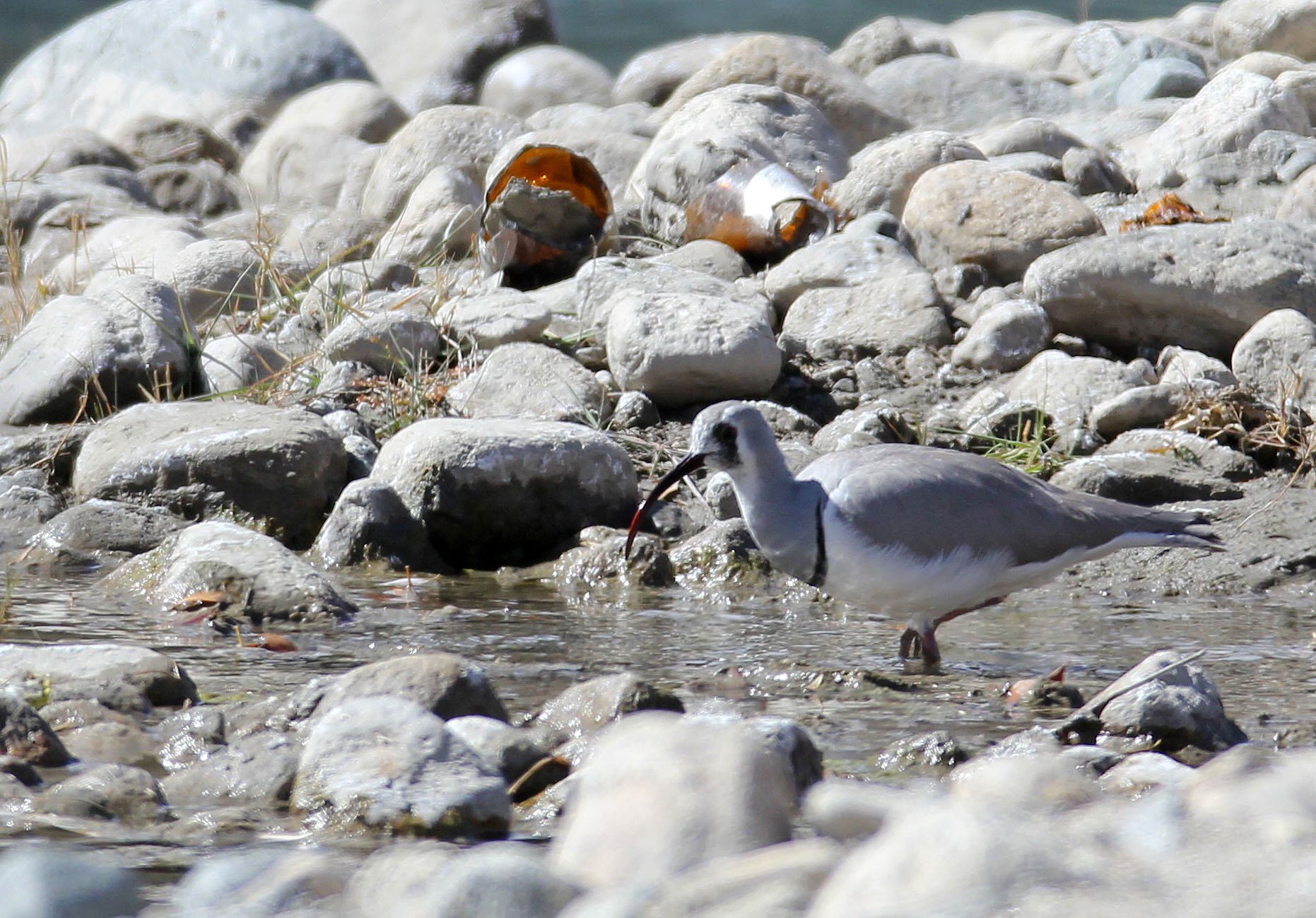 BIRD - IBISBILL - HEMIS NATIONAL PARK - LADAKH INDIA - JAMMU & KASHMIR NEAR LEH (9).JPG