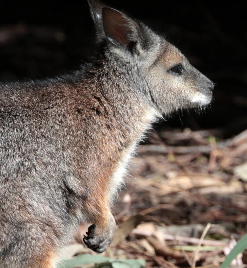 Tammar Wallaby (Notamacropus eugenii) Dryandra - Western Australia