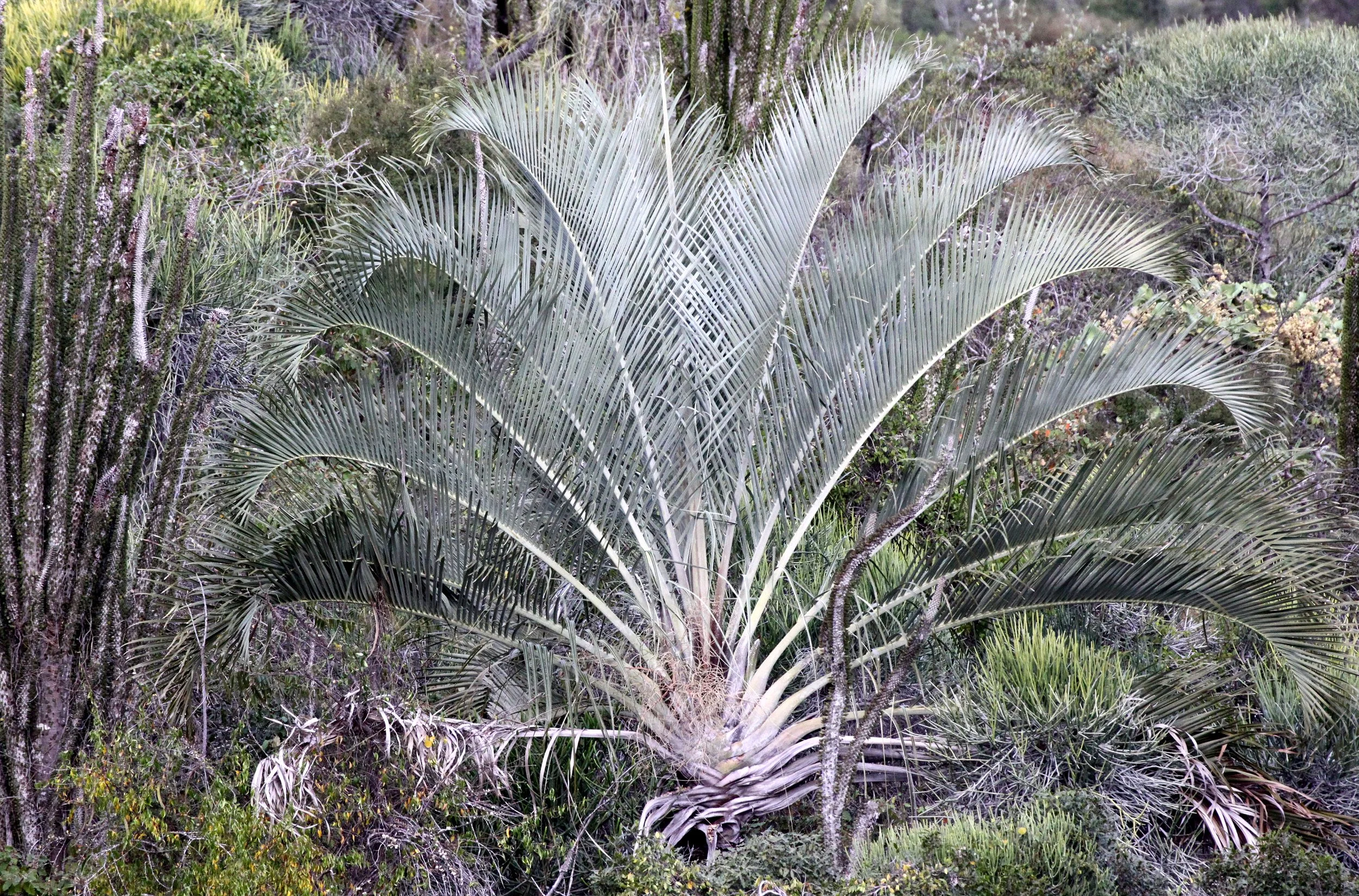 PLANT - PALM SPECIES - ANDOHAHELA NATIONAL PARK MADAGASCAR (4).JPG