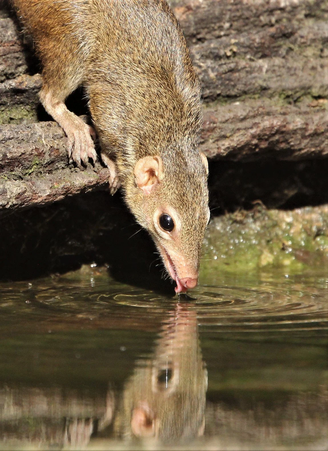 The northern treeshrew (Tupaia belangeri) is a small, squirrel-like mammal native to the tropical and subtropical forests of Southeast Asia. Despite their name, they are not true shrews and are actually closer relatives of primates.