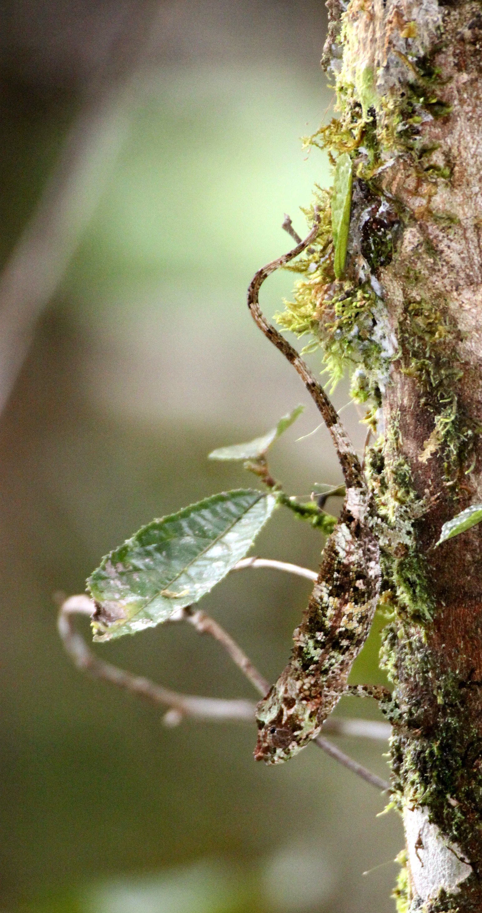 REPTILE - CHAMELEON SPECIES 1 - ANDISABE NATIONAL PARK MADAGASCAR.JPG