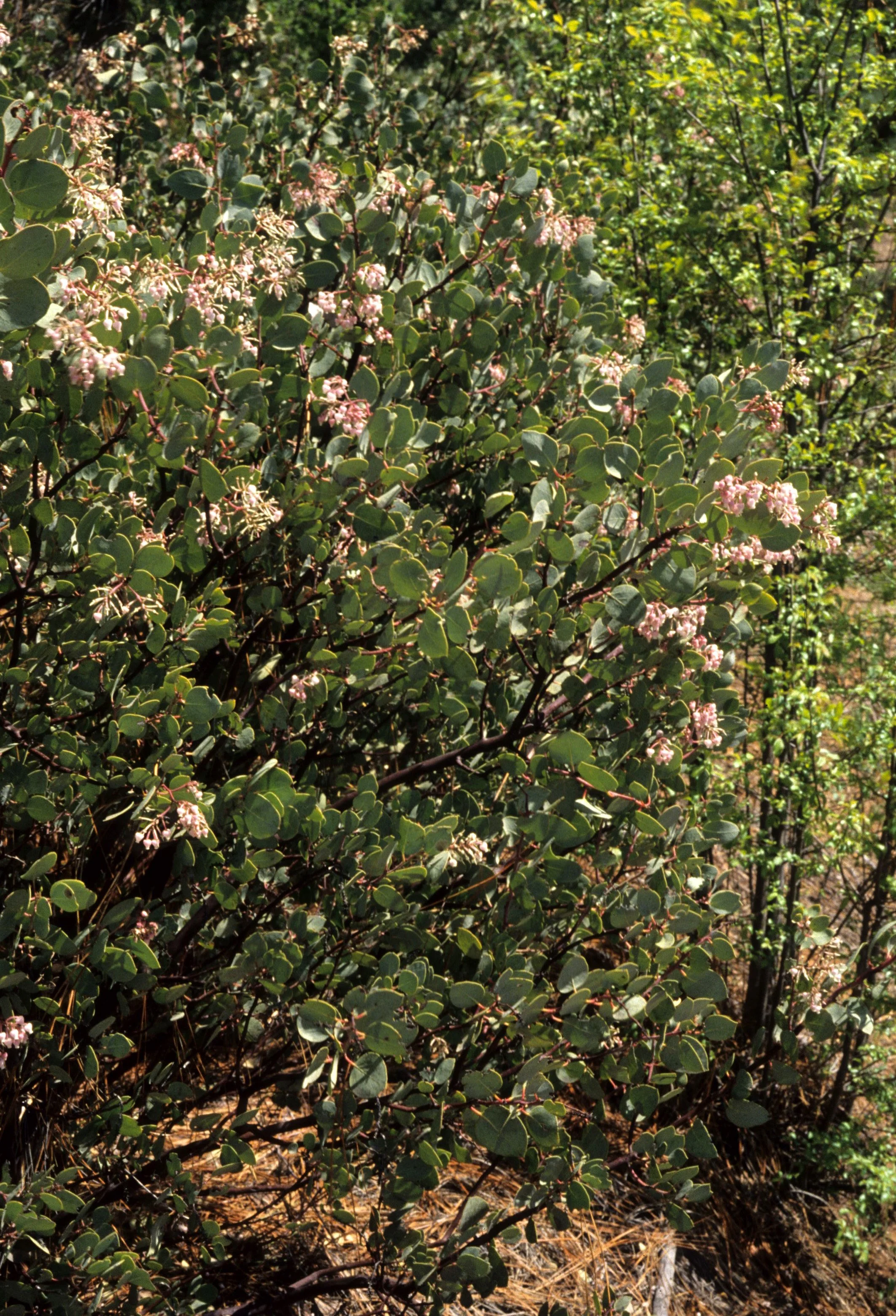 CALIFORNIA - SIERRA - ARCTOSTAPHYLOS VISCIDA - CHAPARRAL B.jpg