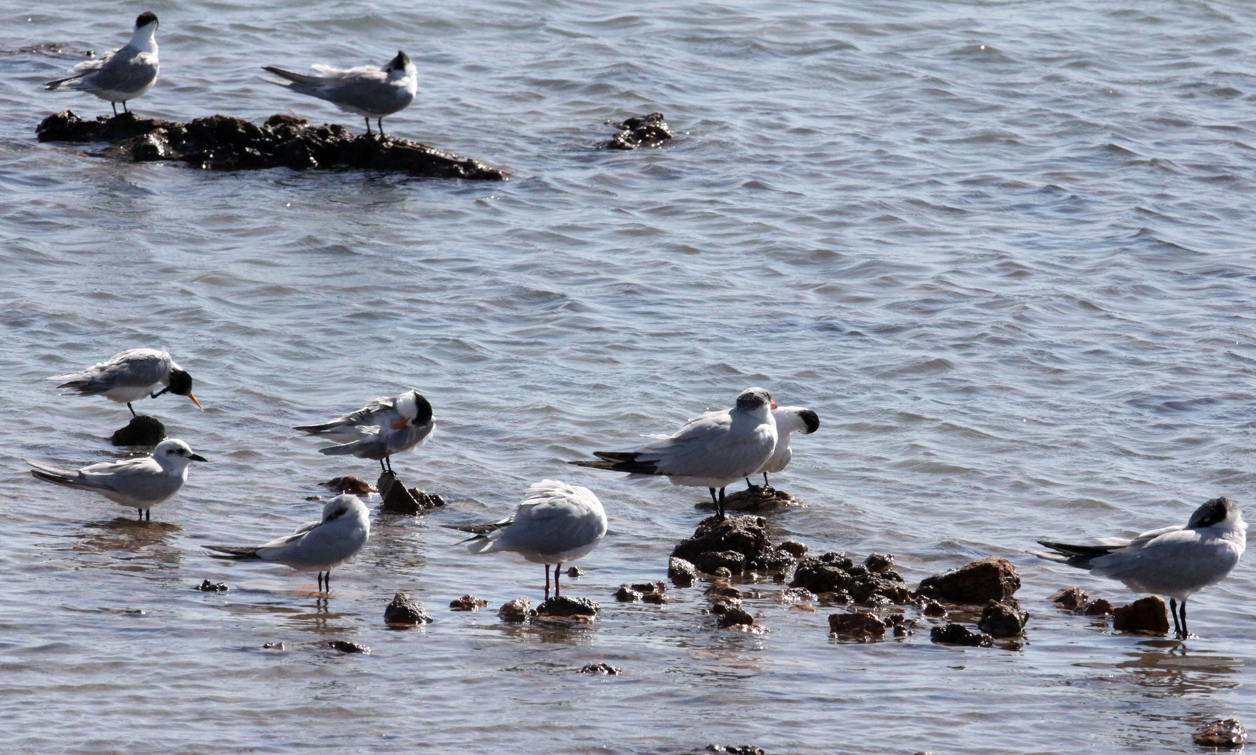 BIRD - TERN - LESSER CRESTED TERNS WITH GULL-BILLED AND CASPIAN TERNS - SOMCHAT GUJARAT INDIA (15).JPG