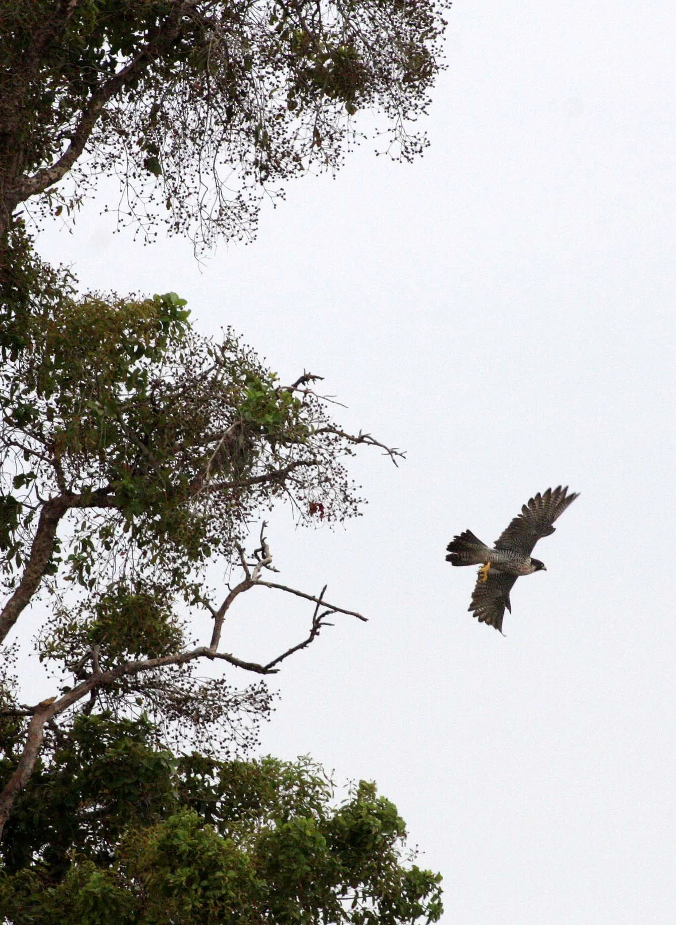 Falco peregrinus peregrinator - INDIAN PEREGRINE FALCON - BUENG BORAPHET THAILAND - CHRISTMAS IN THAILAND TRIP 2008 (20).JPG