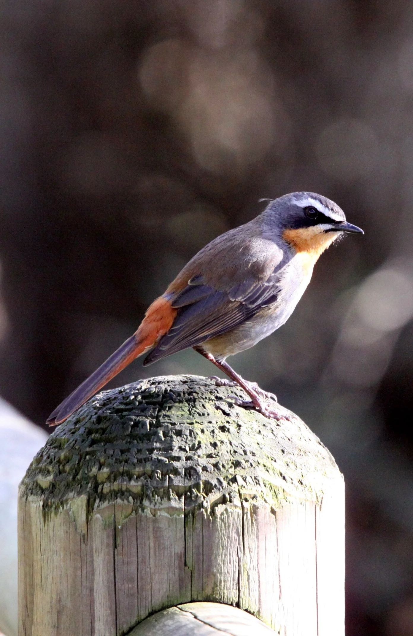 BIRD - ROBIN-CHAT - CAPE ROBIN-CHAT - COSSYPHA CAFFRA - TABLE MOUNTAIN NATIONAL PARK SOUTH AFRICA - SIMON'S TOWN ROOKERY.JPG