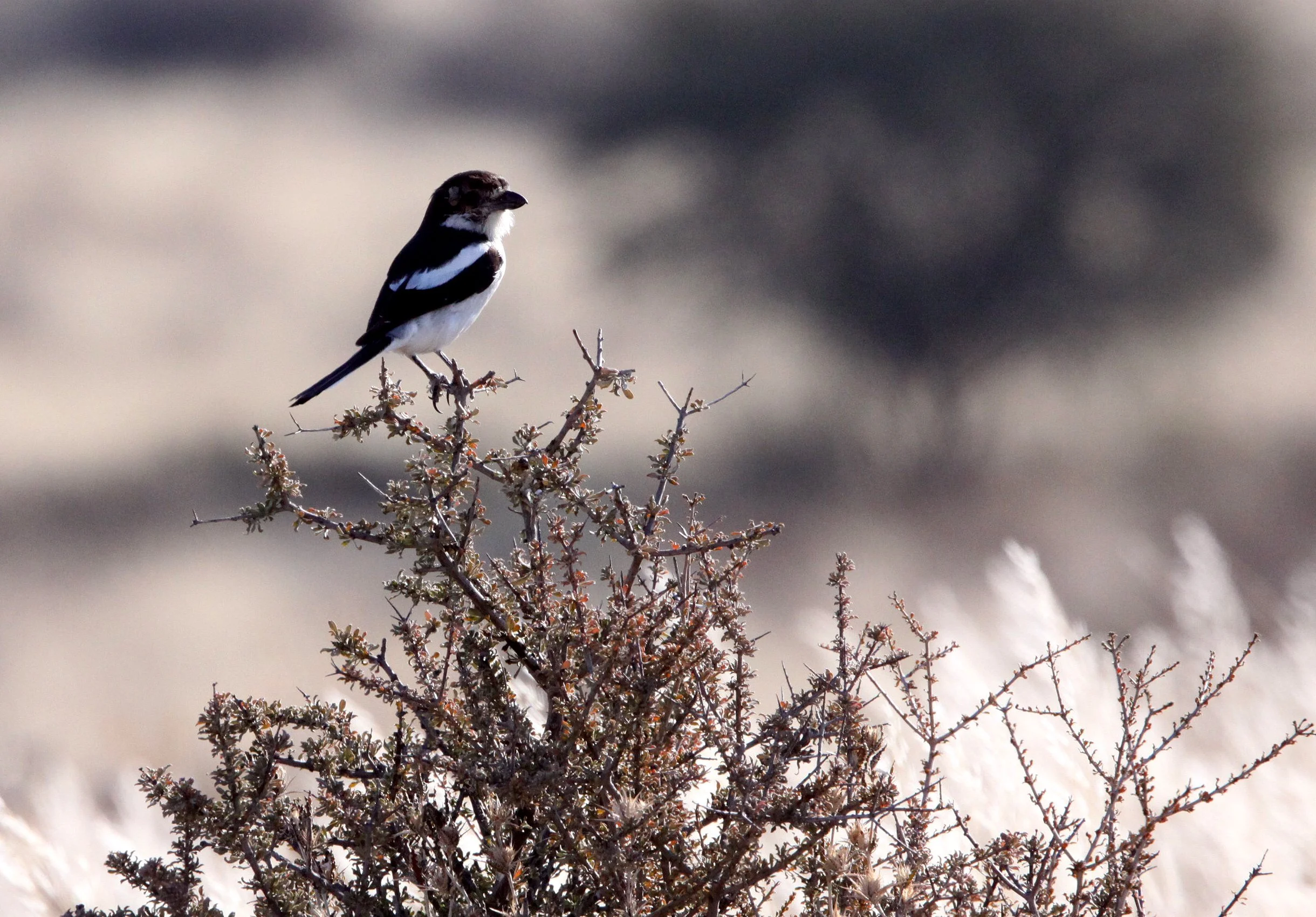 Common Fiscal Shrike (Lanius collaris) Kgalagadi NP South Africa (1).JPG