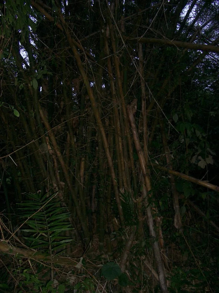 KOH LANTA - PROPERTY - 2004 (111).JPG