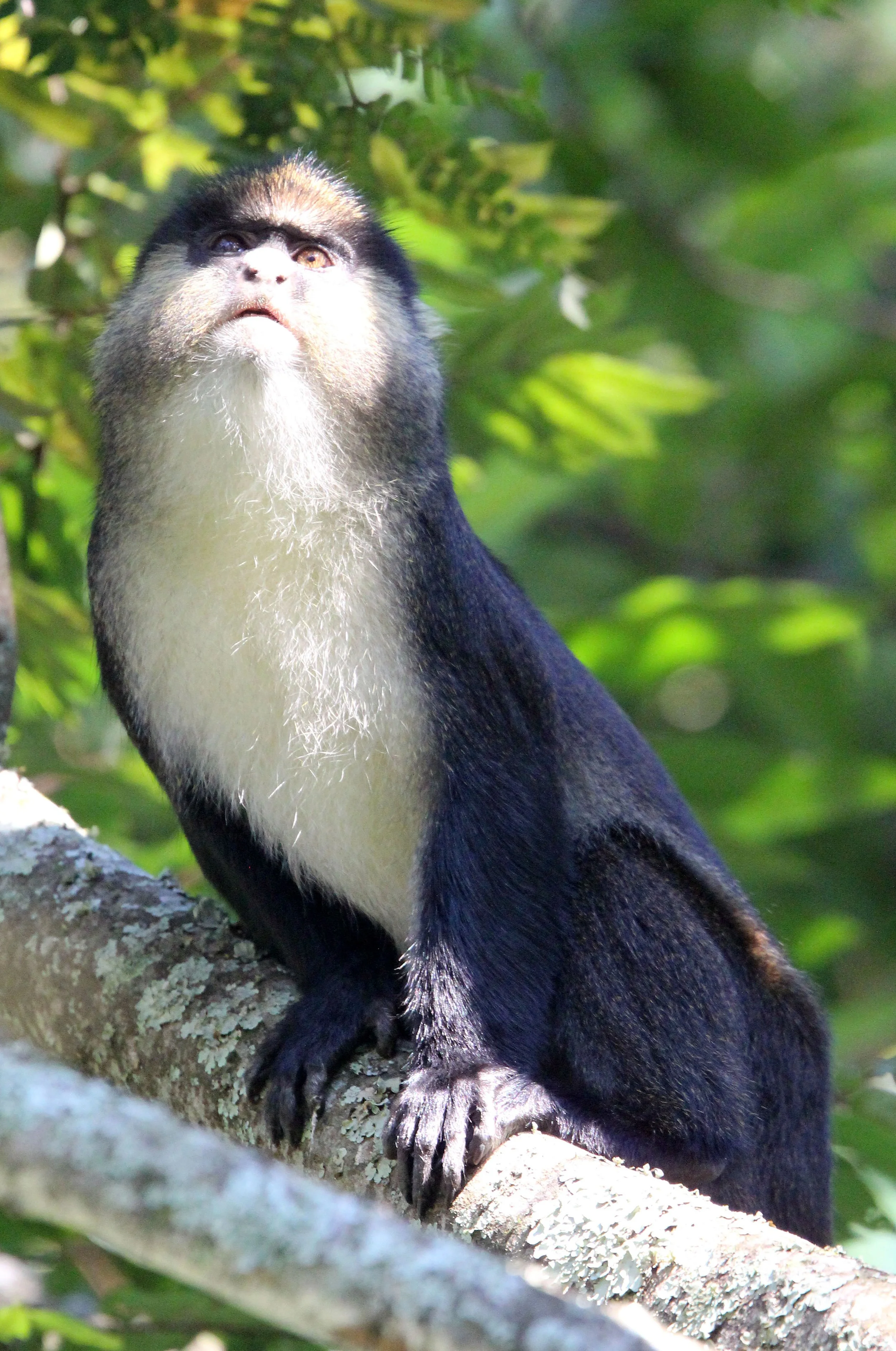 CERCOPITHECIDAE - Cercopithecus denti X ascanius schmidti - DENT'S-RED-TAILED MONKEY HYBRID - NYUNGWE NATIONAL PARK RWANDA (31).JPG