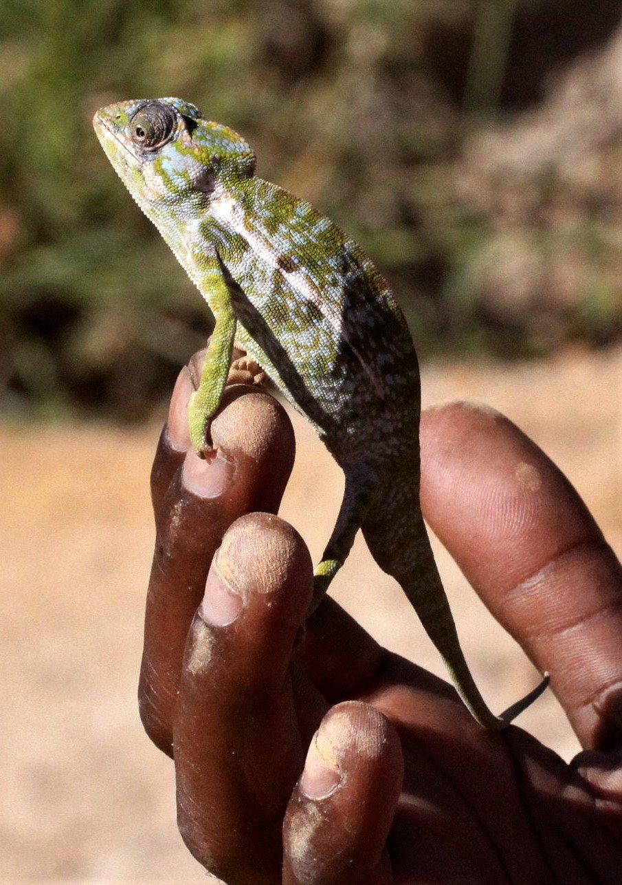 Furcifer lateralis - CARPET CHAMELEON - ANDOHAHELA NATIONAL PARK MADAGASCAR (9).JPG