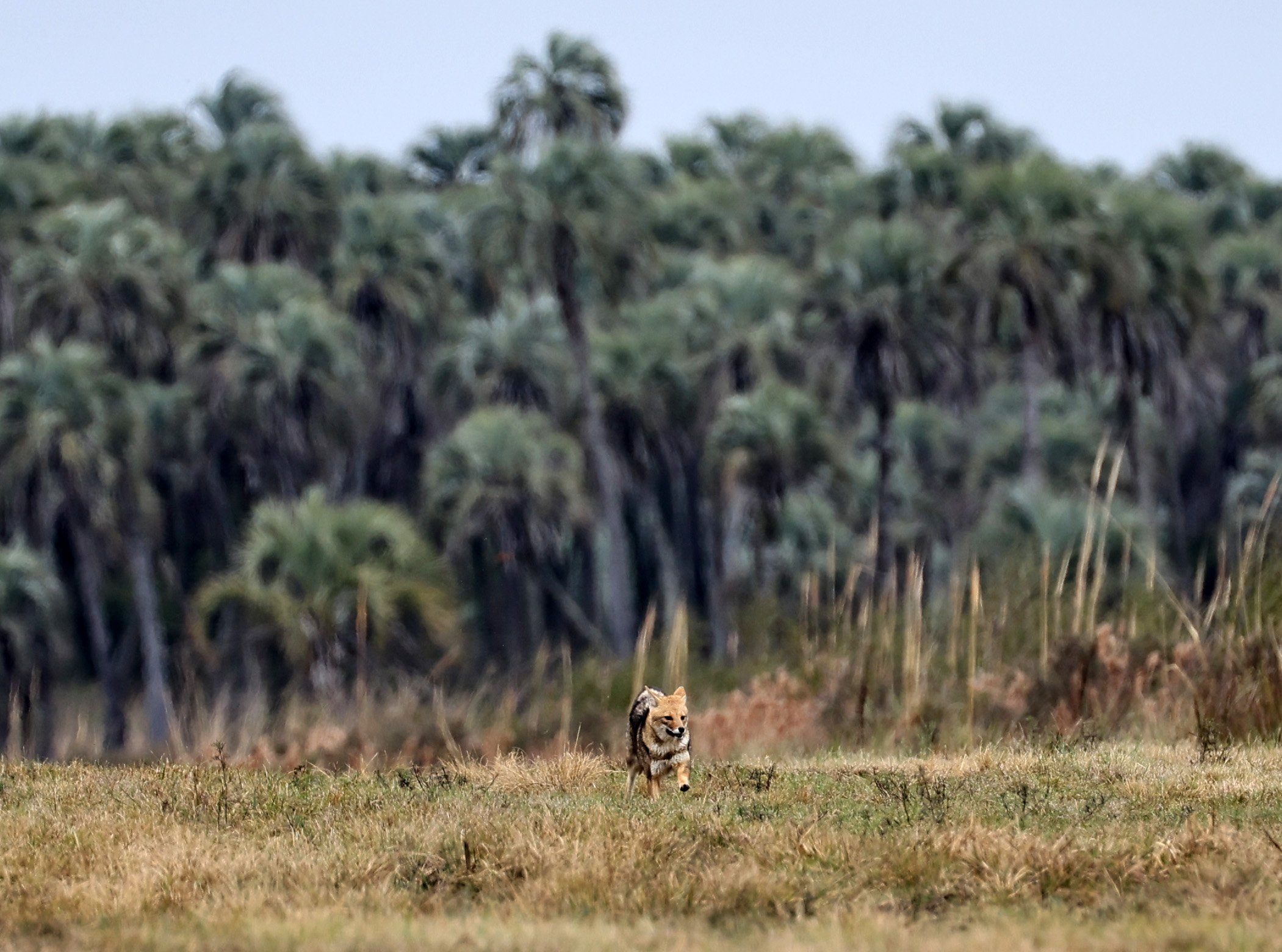 Pampas Fox (Lycalopex gymnocercus) El Palmar National Park, Entre Rios, Argentina (70).jpg