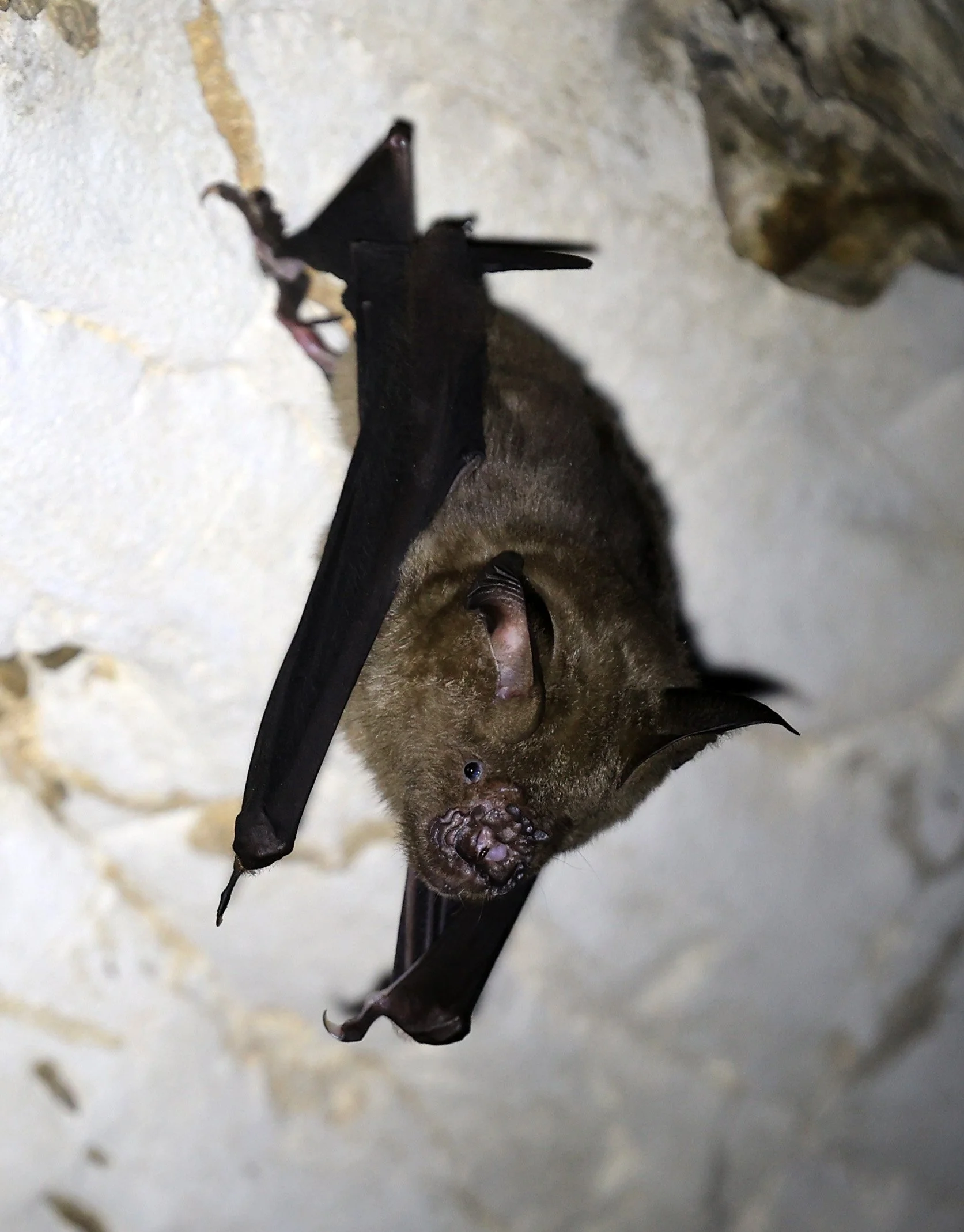 Great Himalayan Leaf-nosed Bat (Hipposideros armiger) Wat Sa Nam Sai Temple Pak Chong Thailand (3).jpg