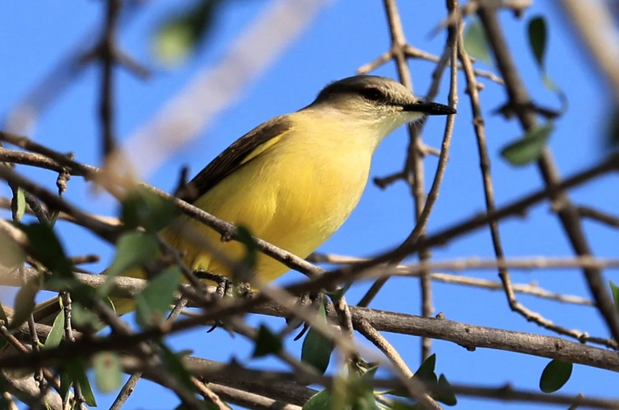 Cattle Tyrant (Machetornis rixosa) Agua Dulce Paraguay