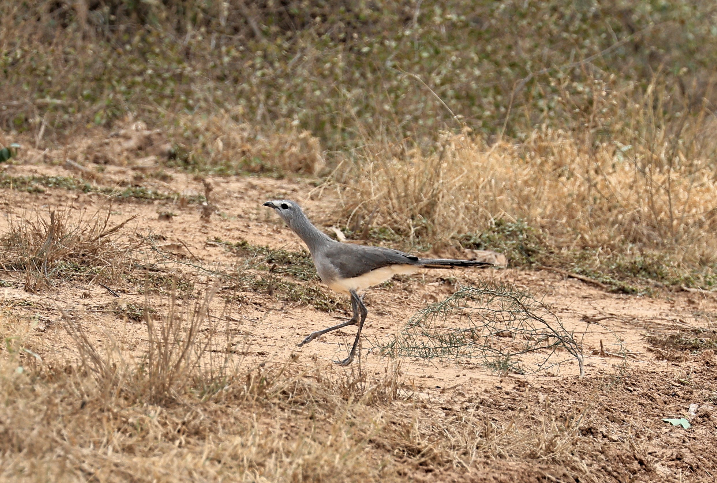 Black-legged Seriema (Chunga burmeisteri) Agua Dulce Paraguay (3).jpg