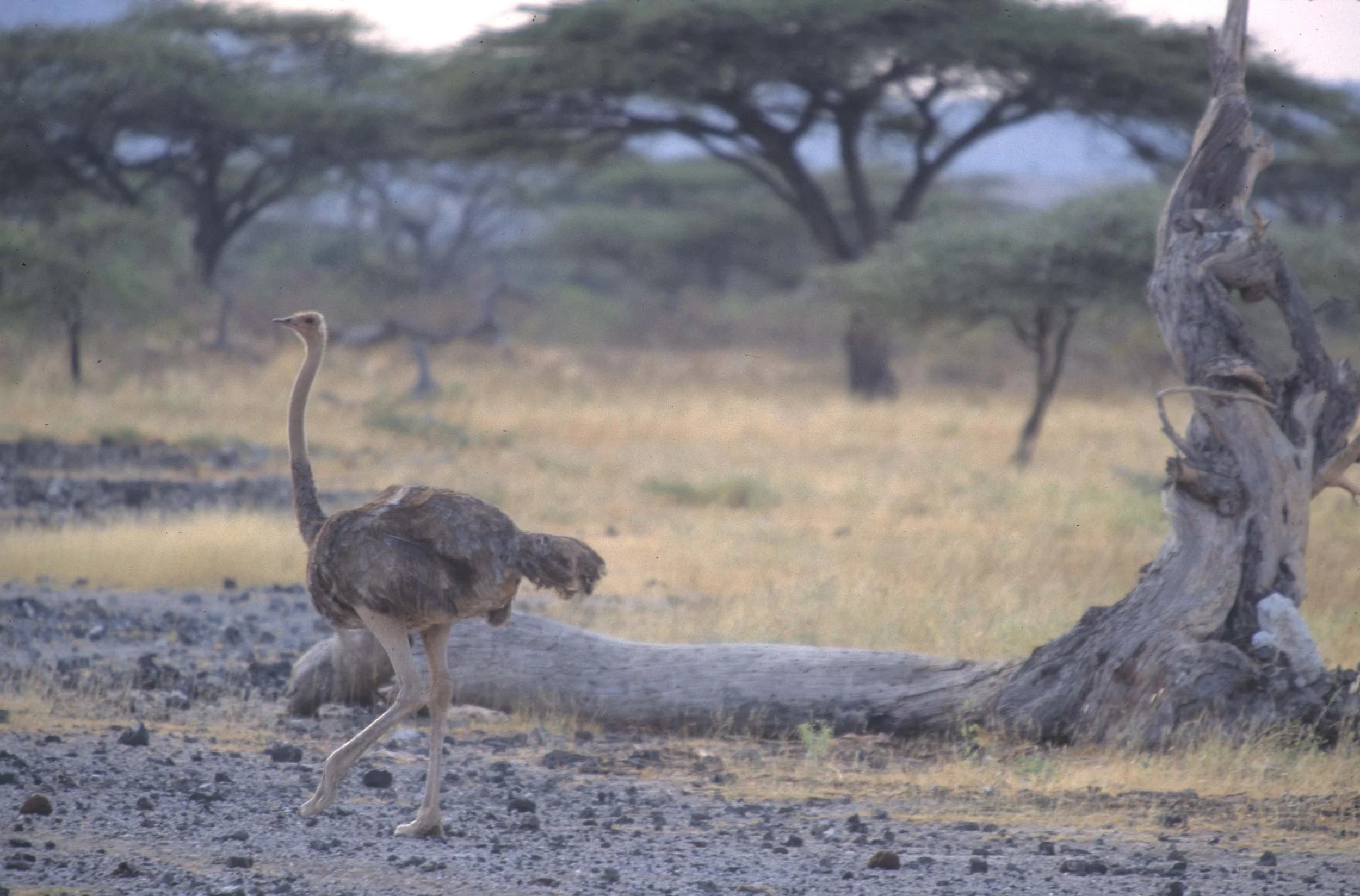 BIRDS - OSTRICH - SHABA A.jpg