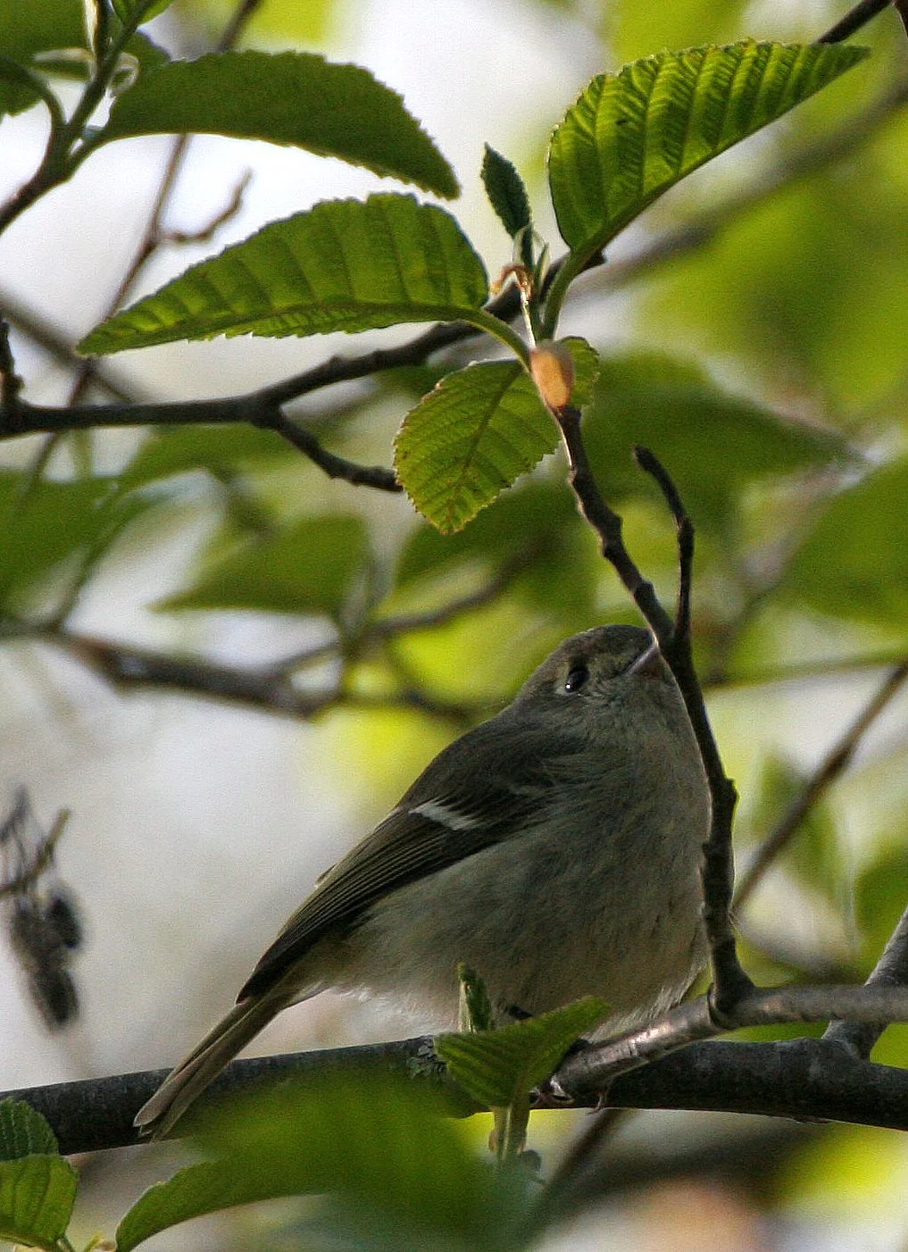 Hutton's Vireo (Vireo huttoni) Lake Farm Olympic Peninsula Washington (40).JPG