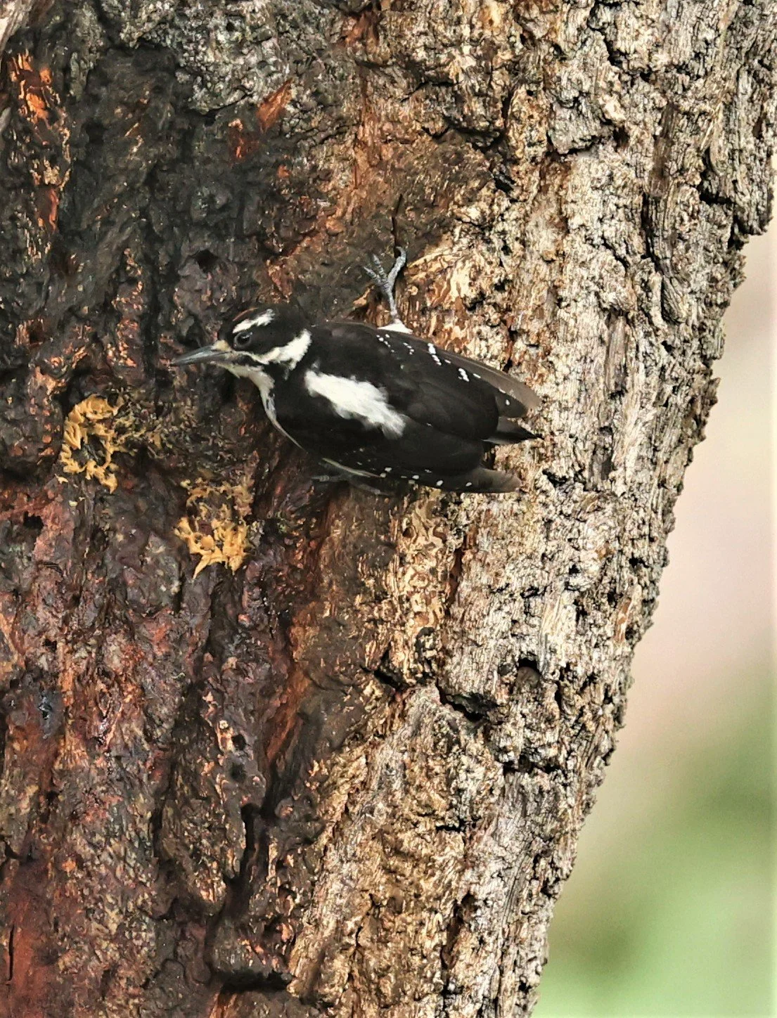 Leuconotopicus villosus - HAIRY WOODPECKER - CAVE CREEK ARIZONA AUGUST 2022 (12).jpg