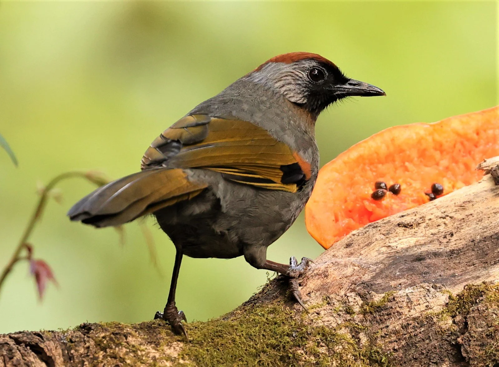 LAUGHINGTHRUSH - SILVER-EARED LAUGHINGTHRUSH - Trochalopteron melanostigma -DOI LANG EAST DOI PHA HOM POK NP, DECEMBER 2021 (6).jpg