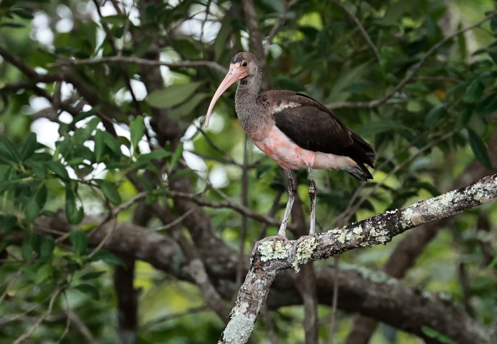 Scarlet Ibis (Eudocimus ruber) Superagüi National Park, Brazil (32).jpg