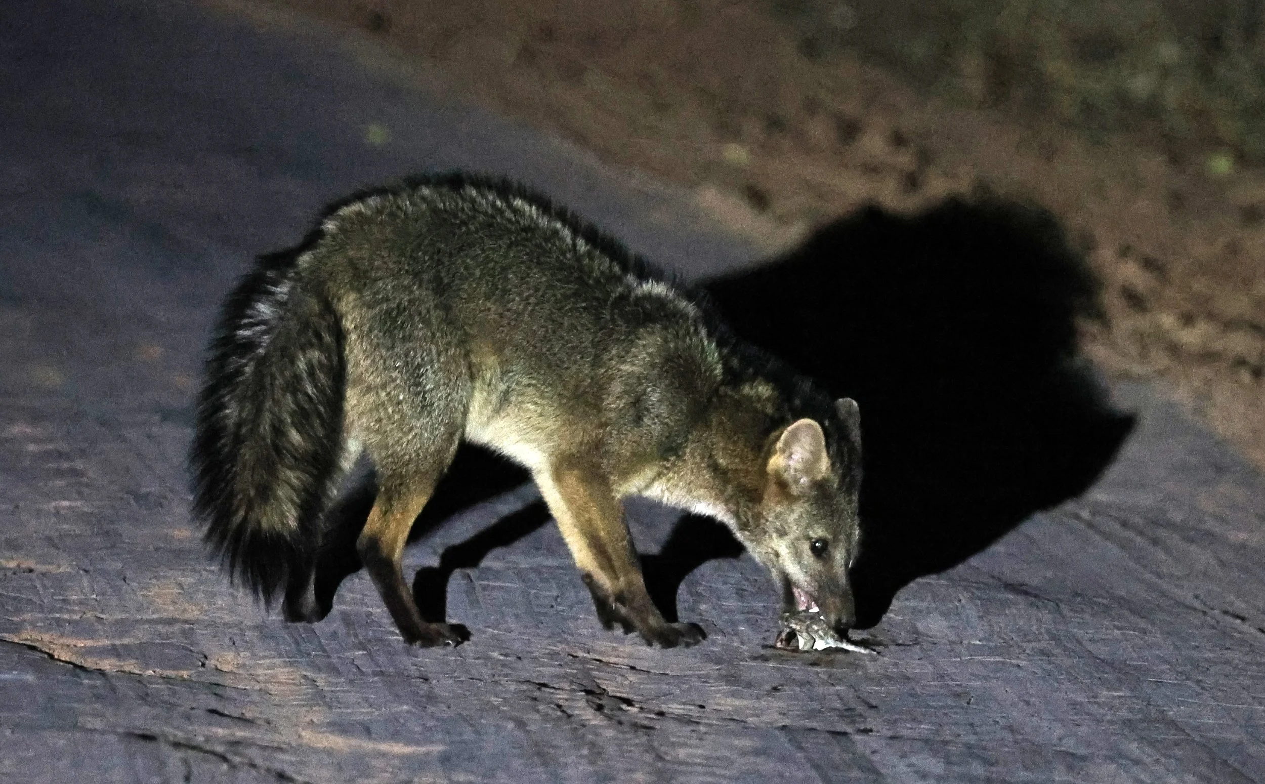 Crab-eating Fox (Cerdocyon thous) Agua Dulce Paraguay (15).jpg
