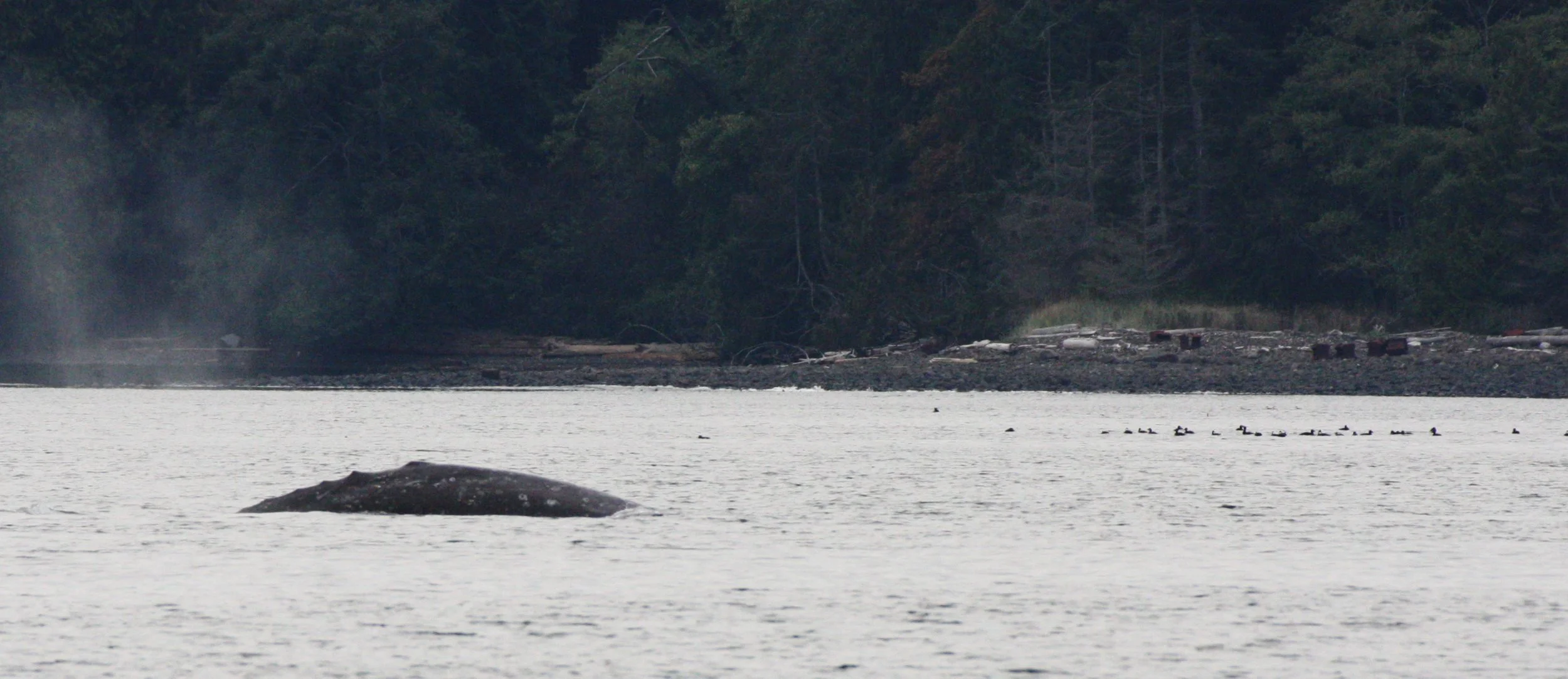 CETACEAN - GRAY WHALE - SALT CREEK WA (15).JPG