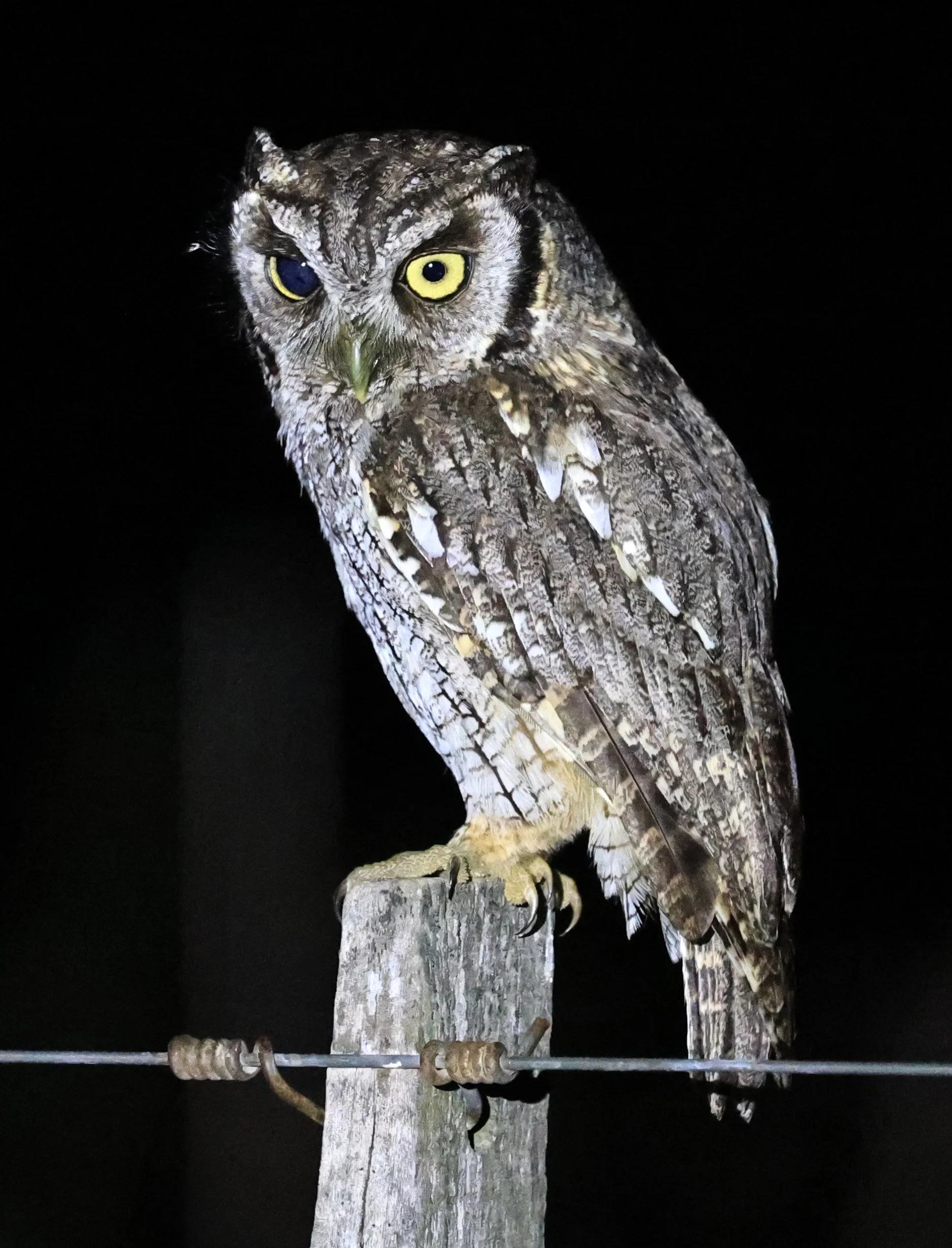 Tropical Screech-Owl (Megascops choliba) Hotel Campestre Iparoma Paraguay (25).jpg