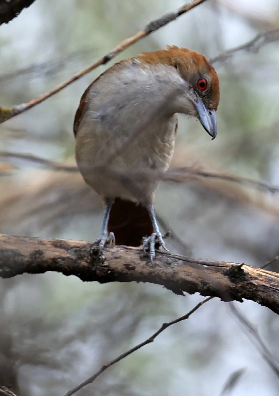 Great Antshrike (Taraba major) La Patria Sideroads Paraguay (5).jpg