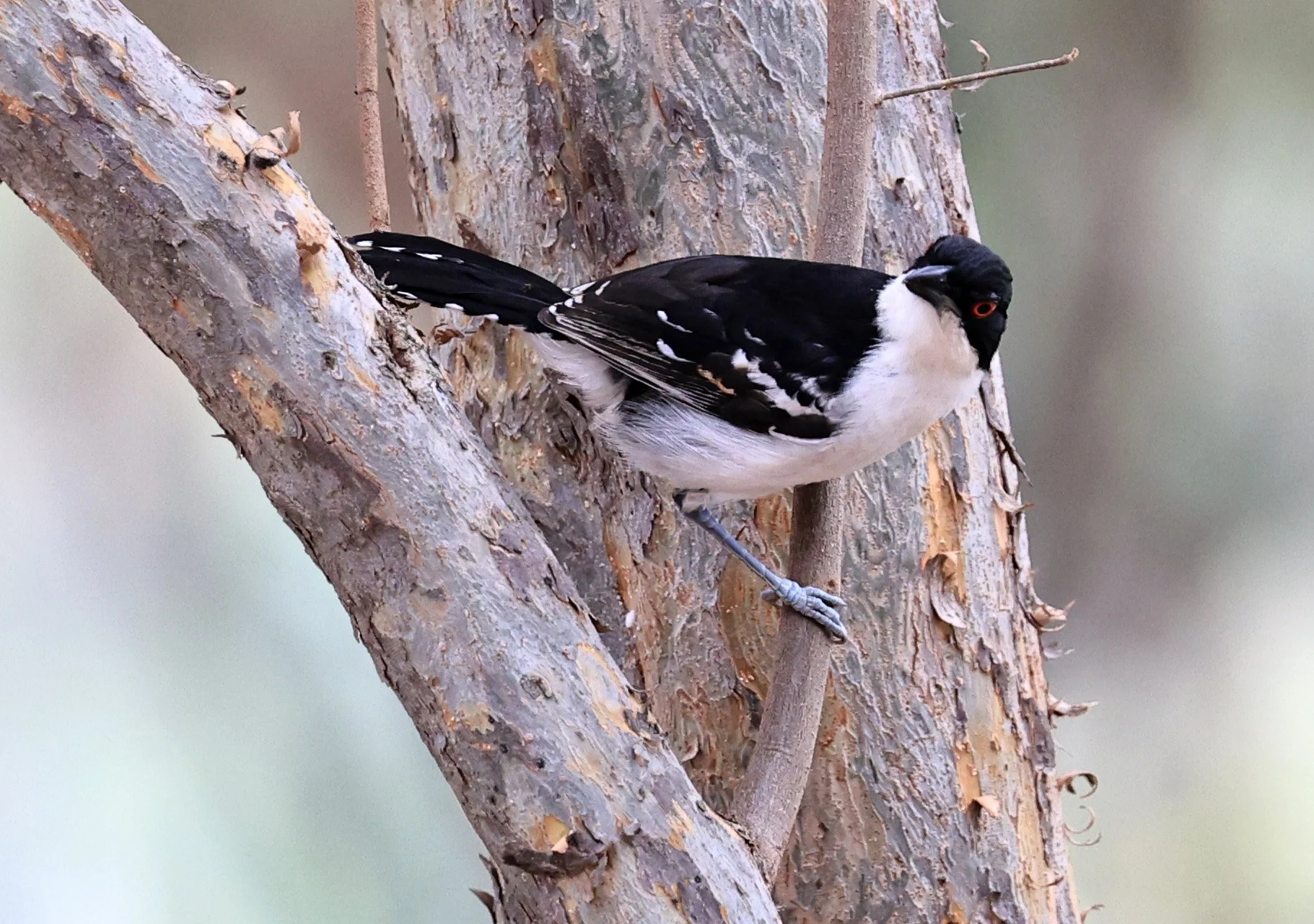 Great Antshrike (Taraba major) Hotel Campestre Iparoma Paraguay (19).jpg