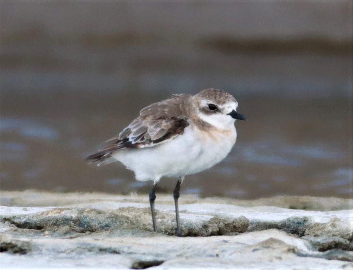 PLOVER - LESSER SAND PLOVER - Charadrius mongolus - Salt pans west of Bang Pakong River (26).jpg