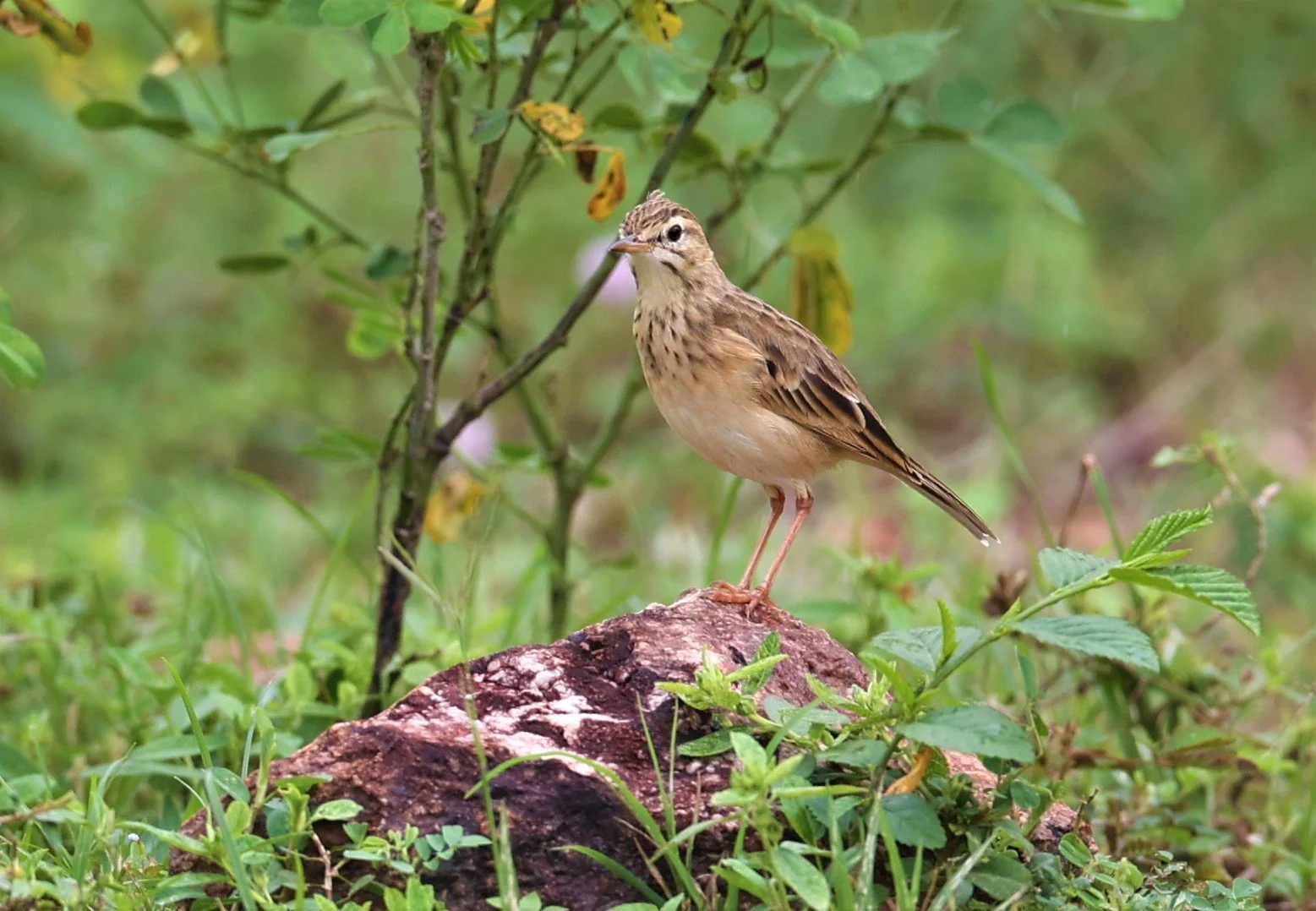 Paddyfield Pipit (Anthus rufulus) PHU PLU SCRUBLANDS PETBURI (8).jpg