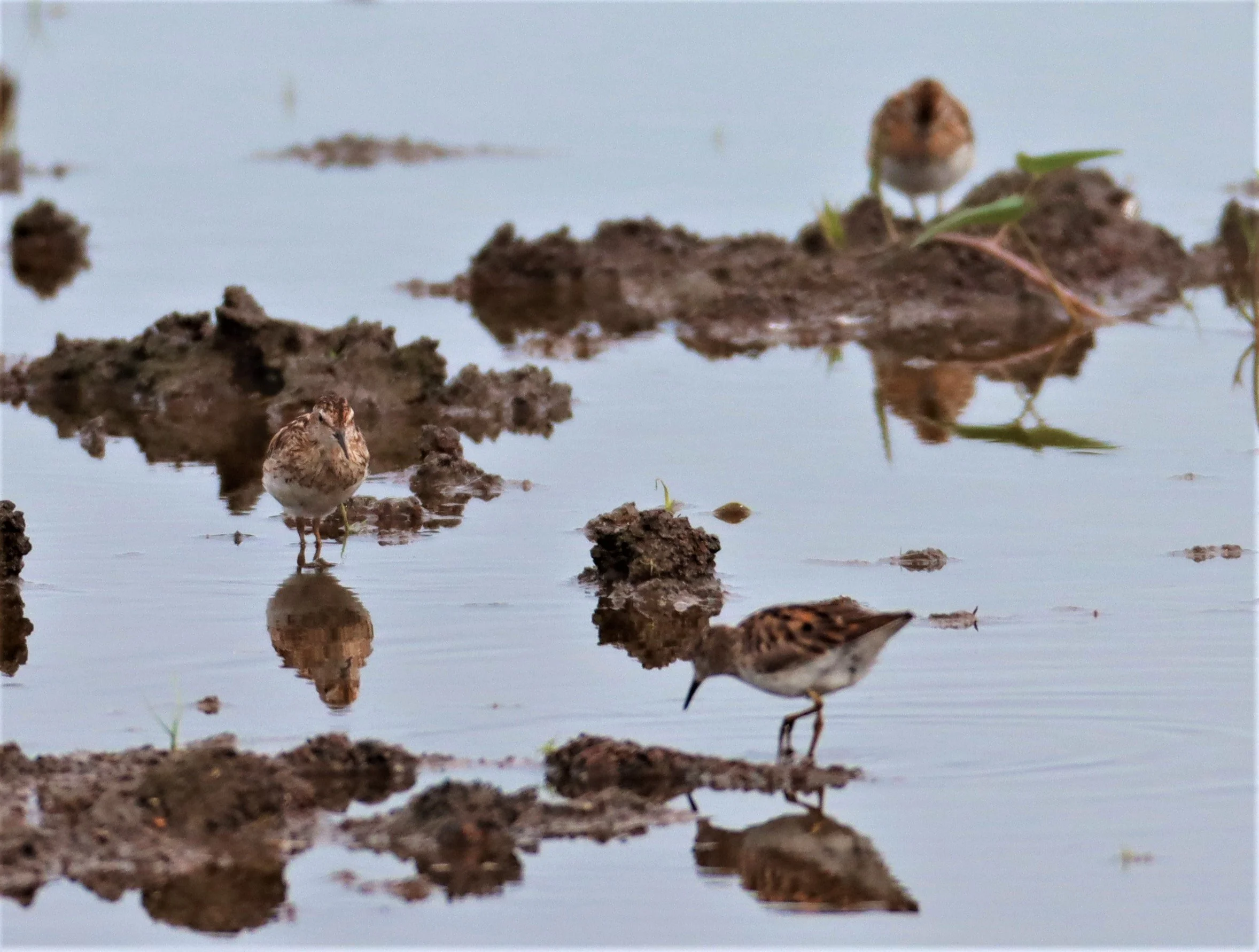 STINT - Long-toed Stint - Calidris subminuta - BANG KHAEM NAKHON PATHOM (9).jpg