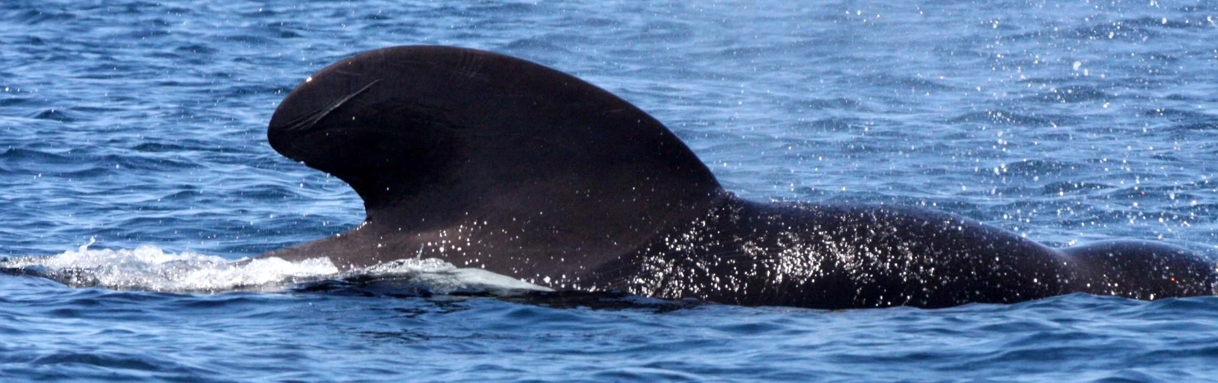 Globicephala macrorhynchus - SHORT-FINNED PILOT WHALE - ISLA CATALINA BAJA MEXICO - BAHIA LORETO (40).JPG