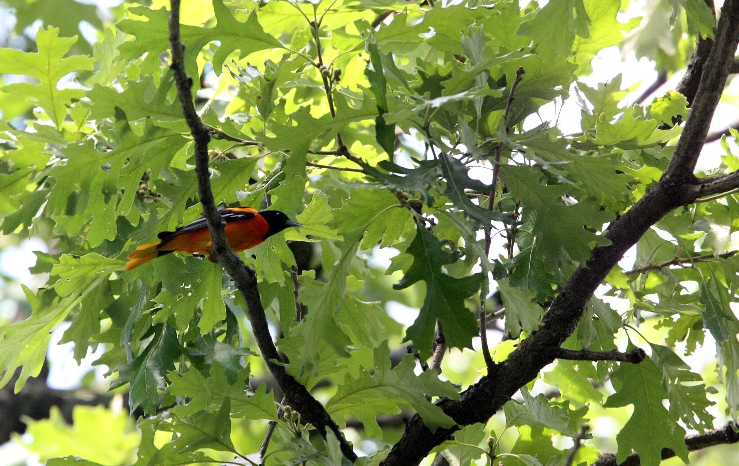 Baltimore Oriole (Icterus galbula) Lincoln Marsh Illinois.JPG