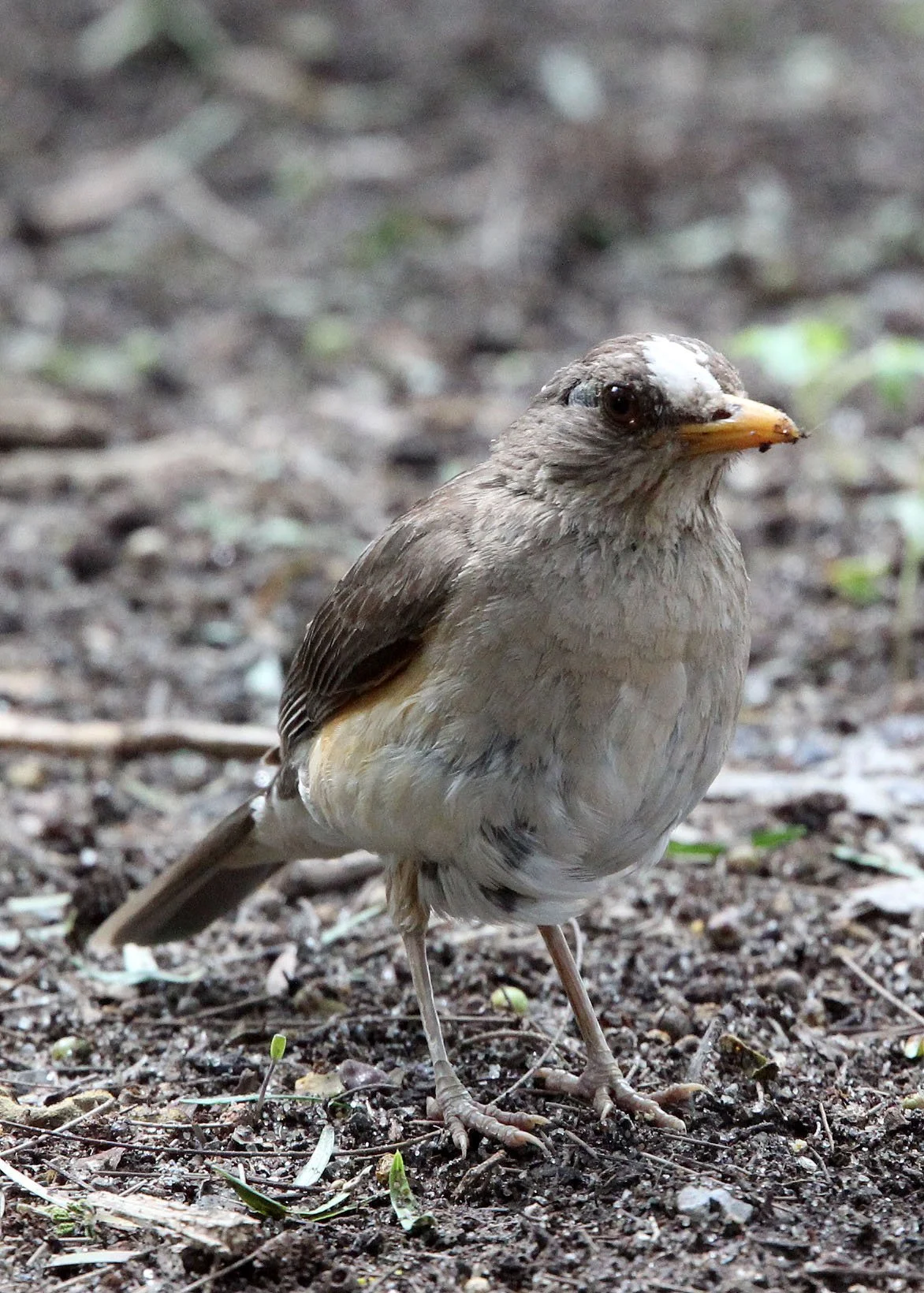 African Thrush (Turdus pelios) Ziway Lake Ethiopia (1).JPG